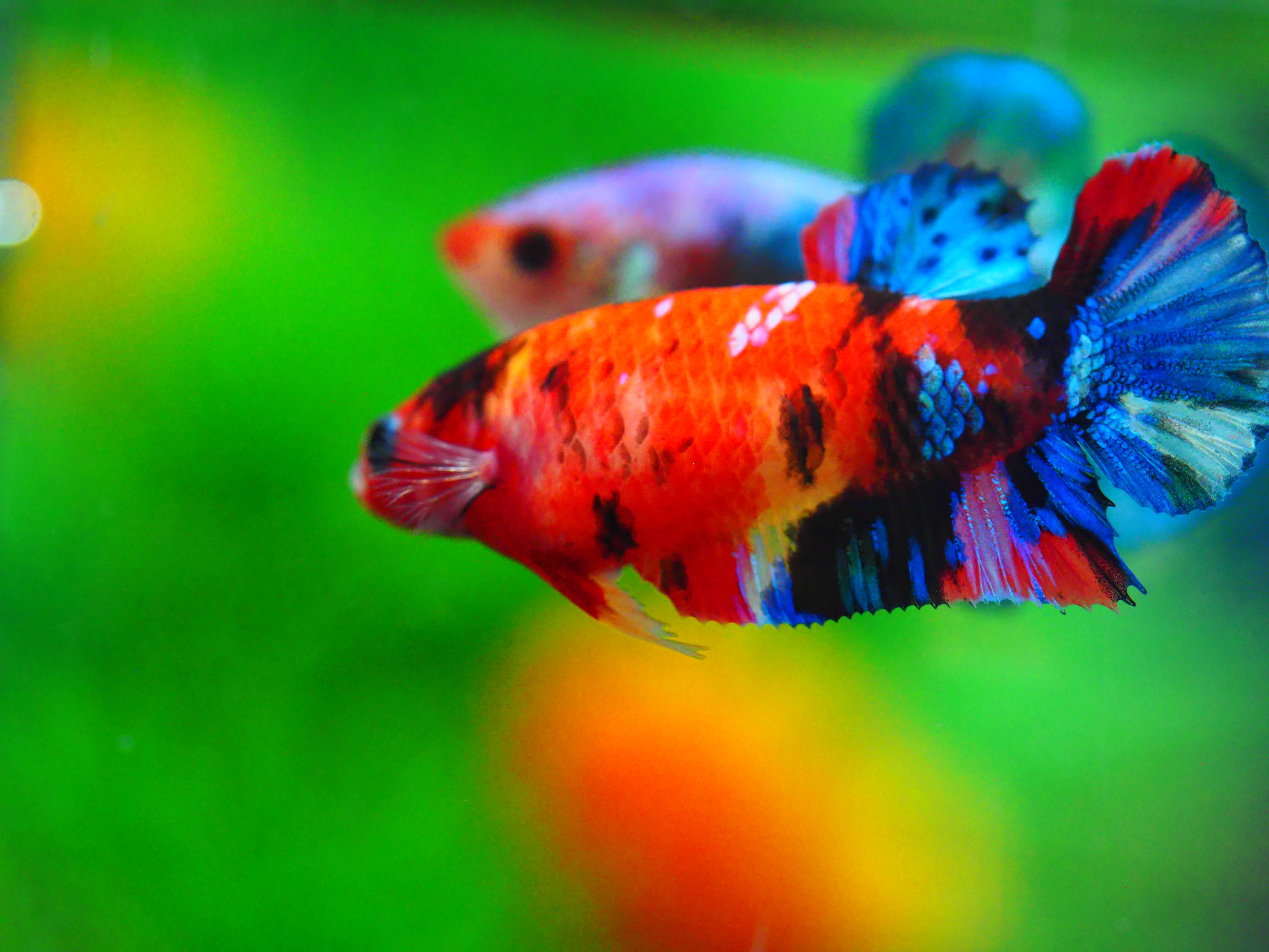 HMPK KOI GALAXY FNMALE GRADE A +++