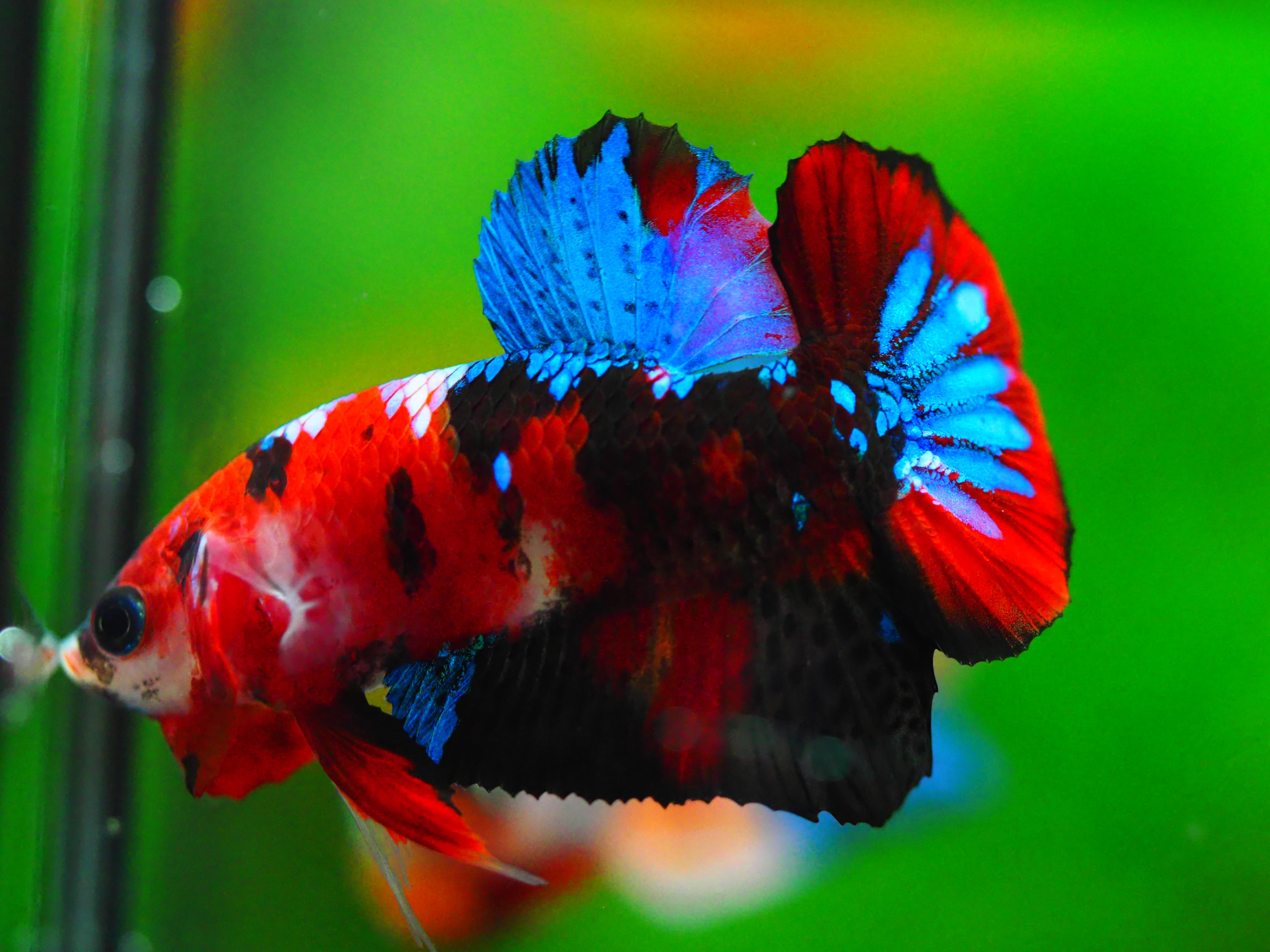 HMPK KOI GALAXY MALE GRADE A +++