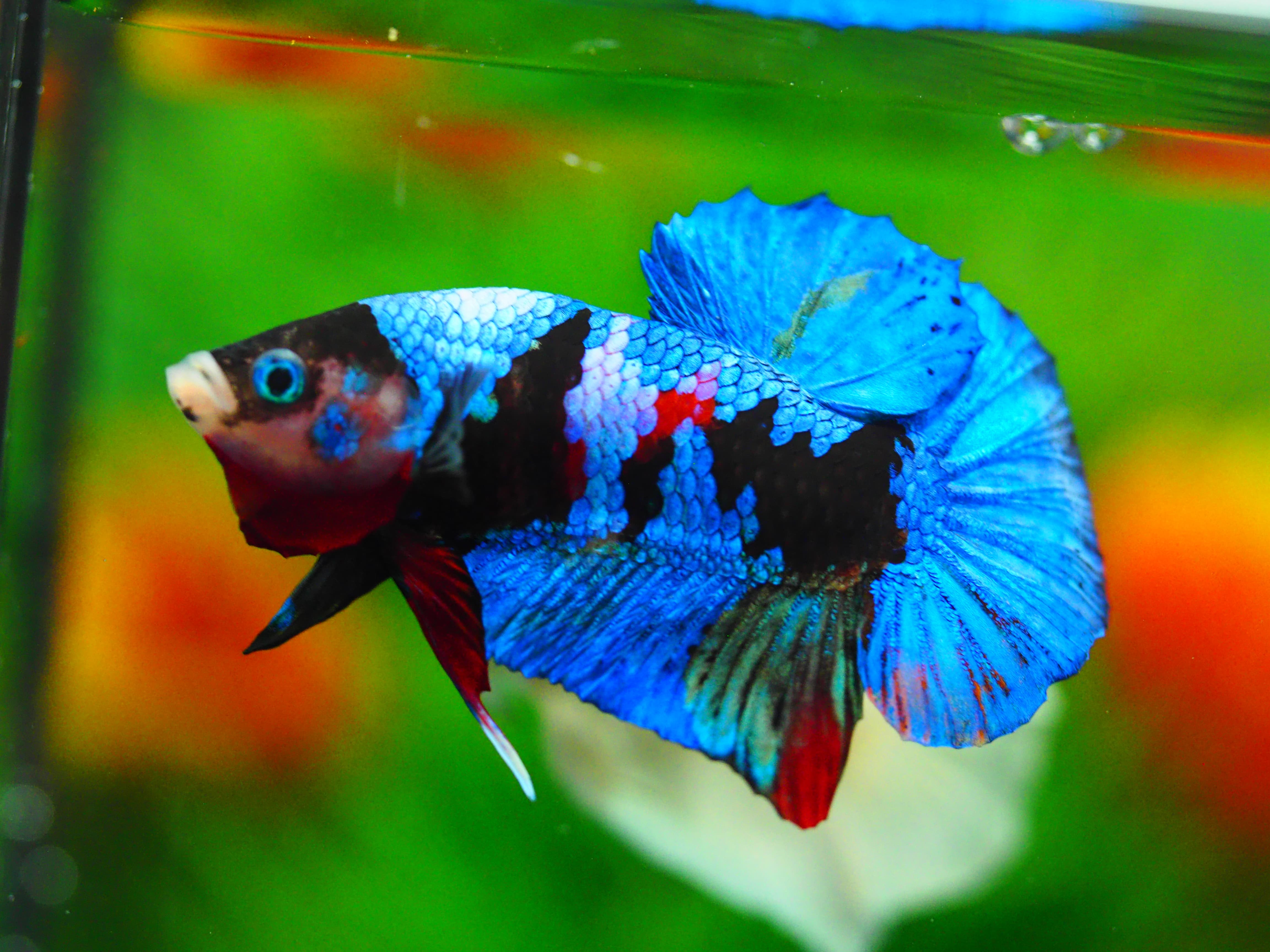 HMPK KOI GALAXY MALE GRADE A+++
