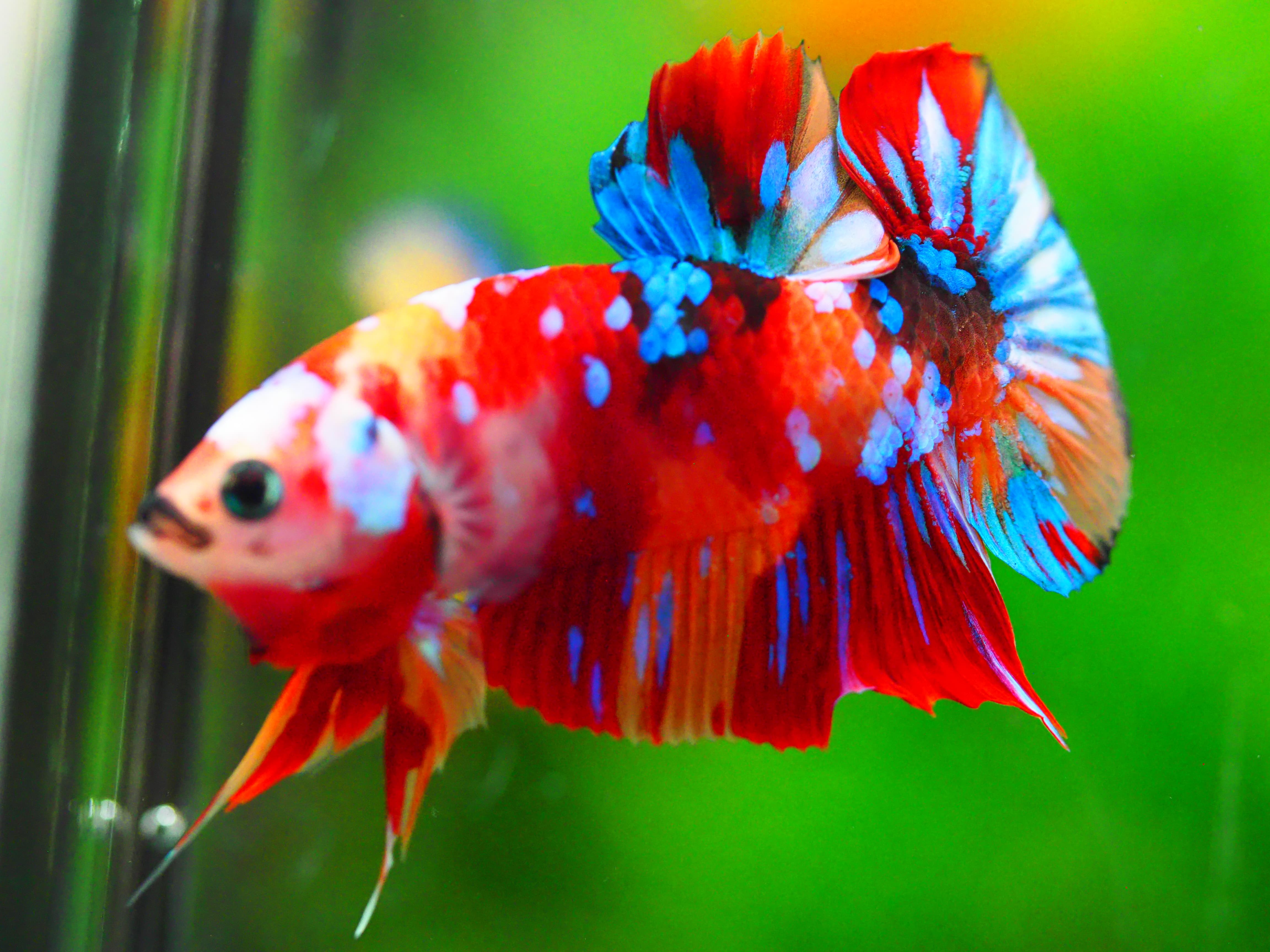 HMPK NEMO GALAXY MALE GRADE A +++