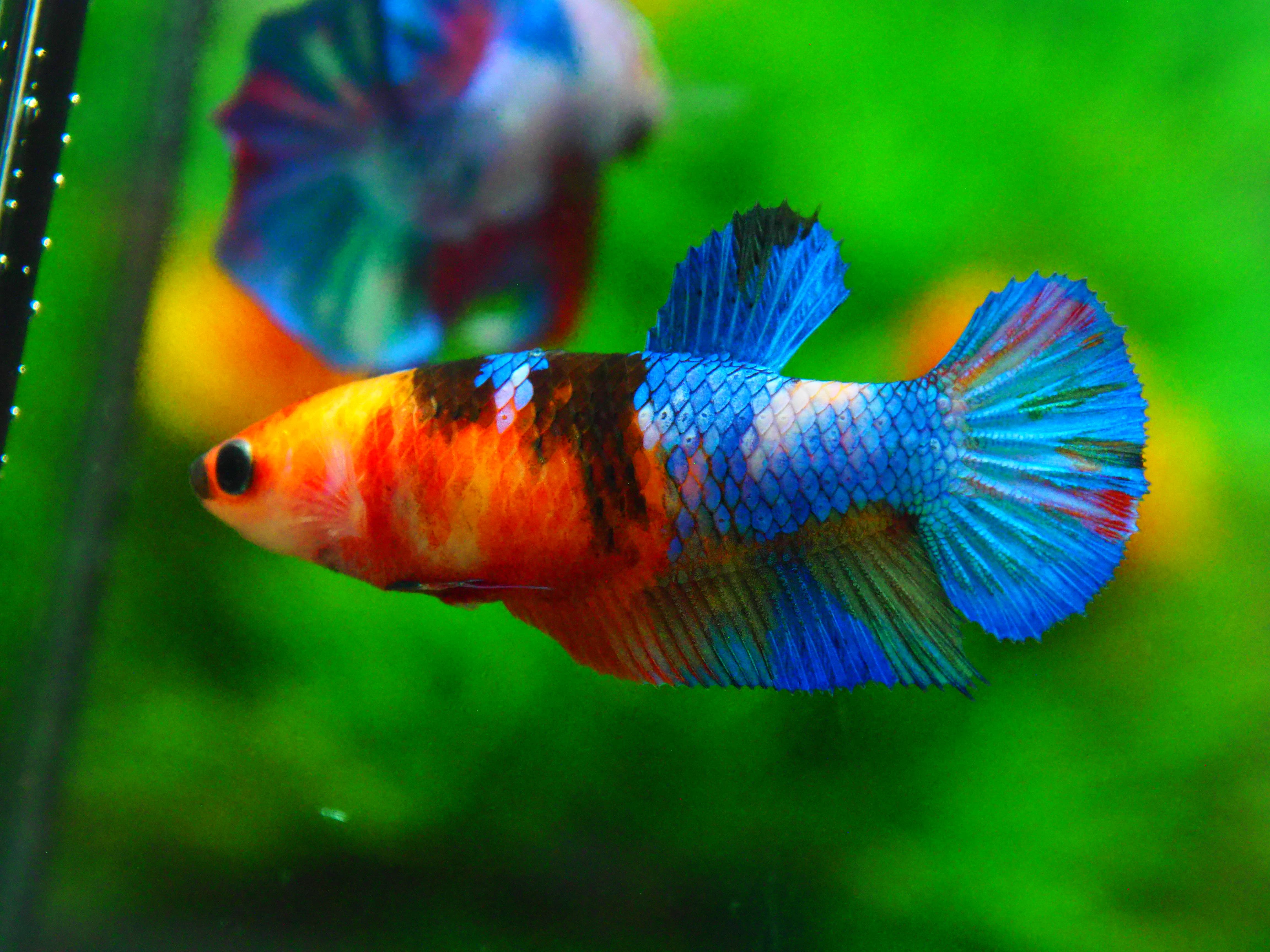 HMPK NEMO GALAXY FN MALE GRADE A +++