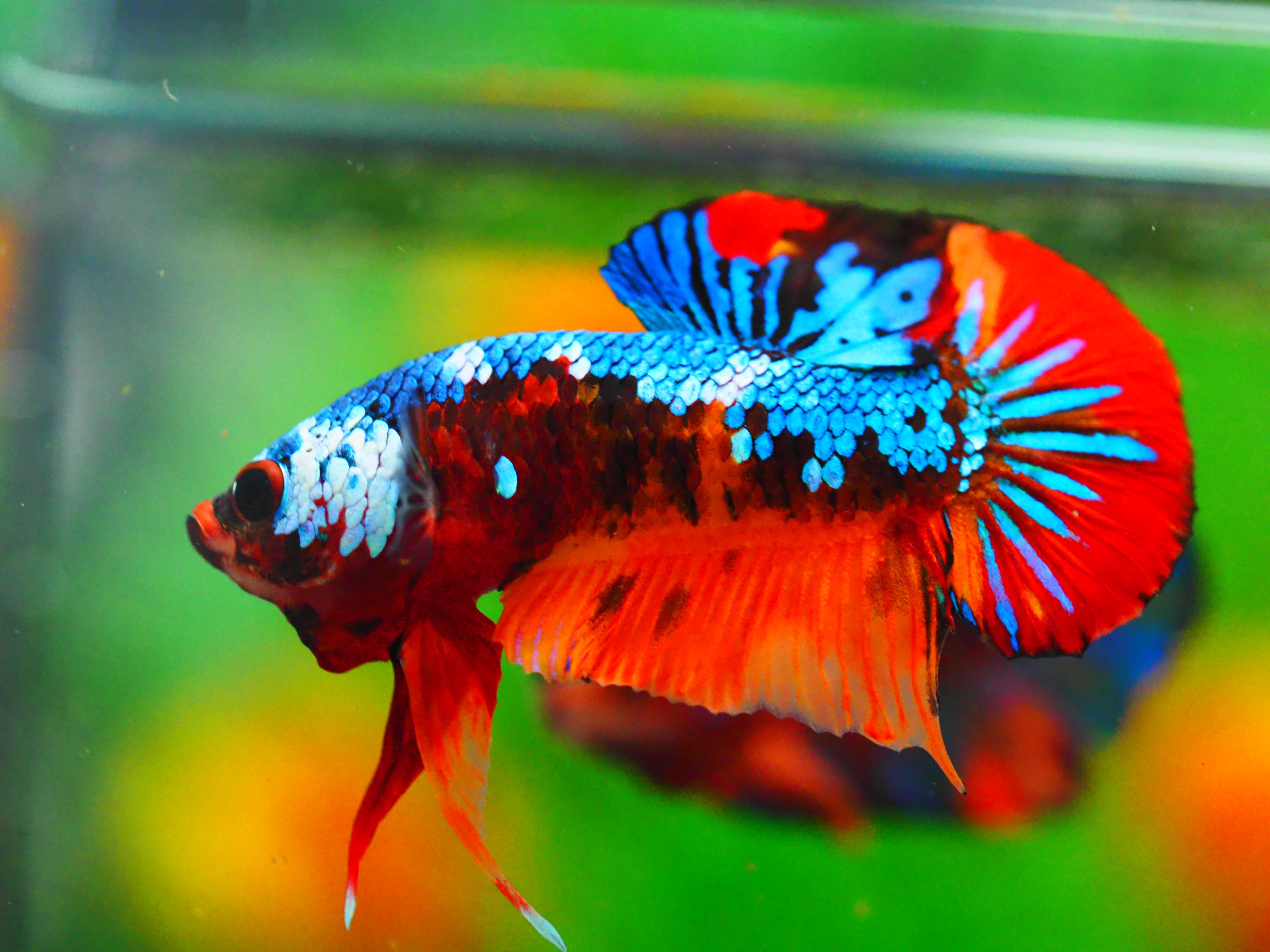 HMPK NEMO GALAXY MALE GRADE A +++