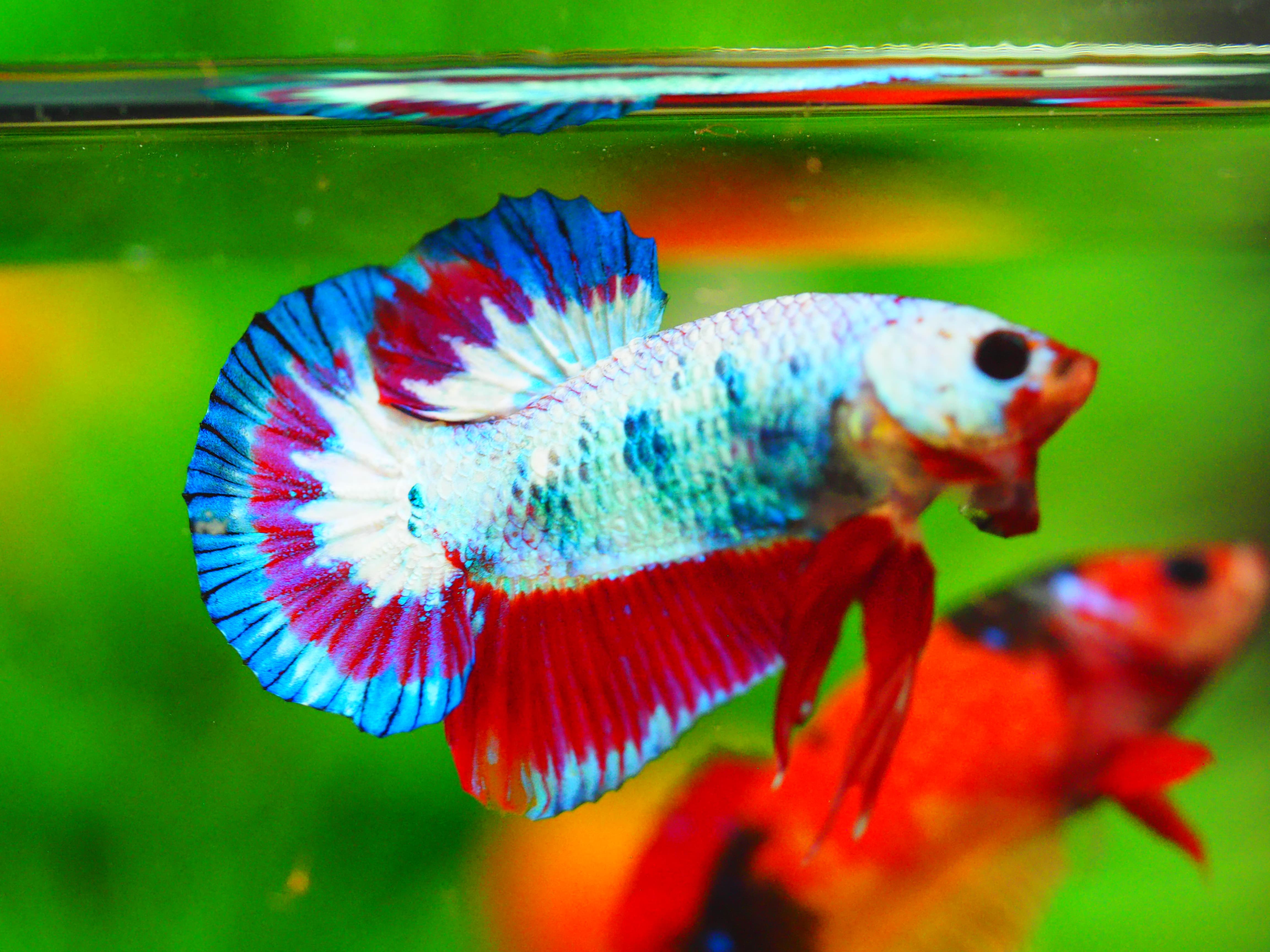 HMPK FANCY MALE GRADE A+++
