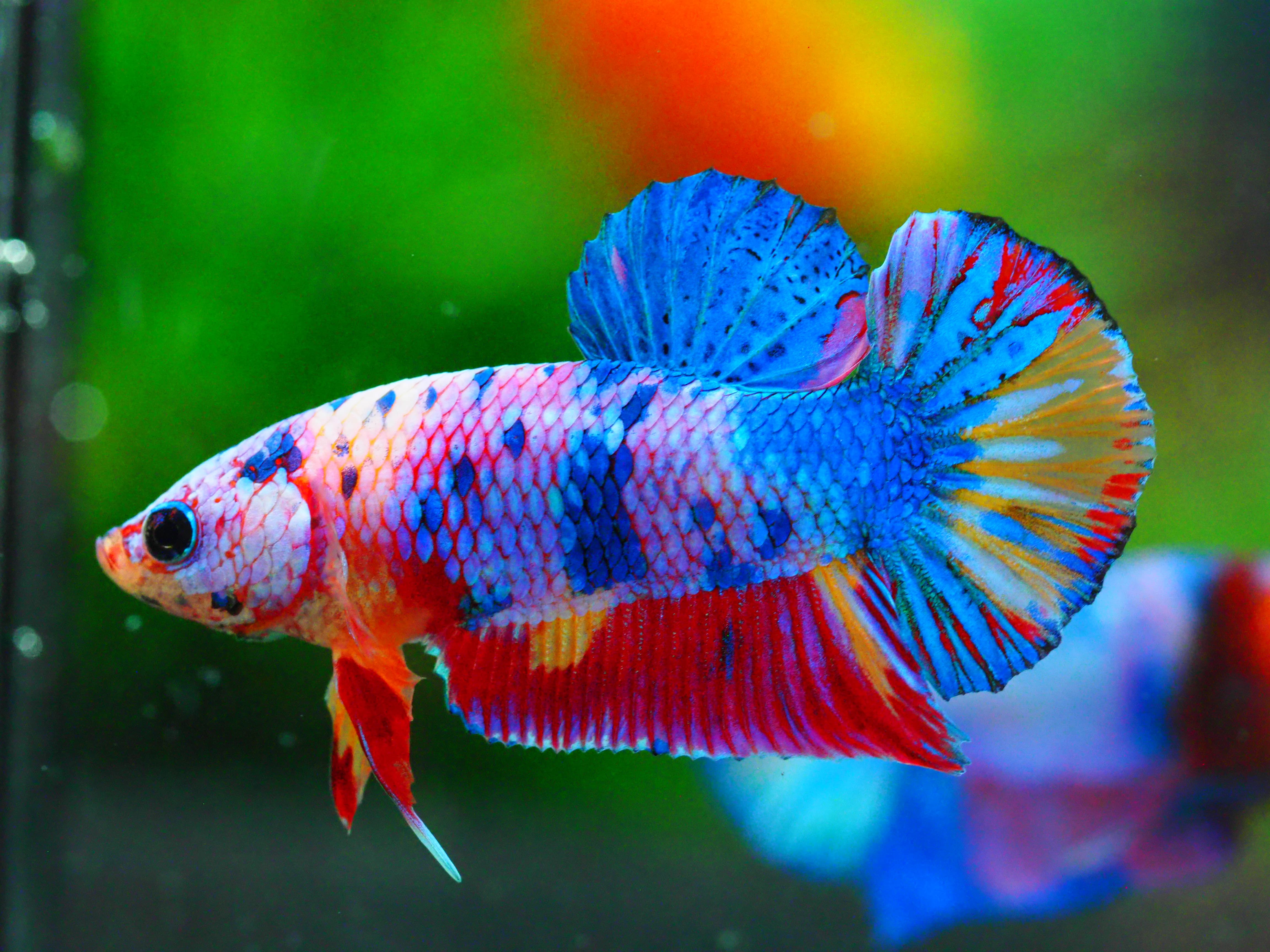 HMPK FANCY MALE GRADE A +++