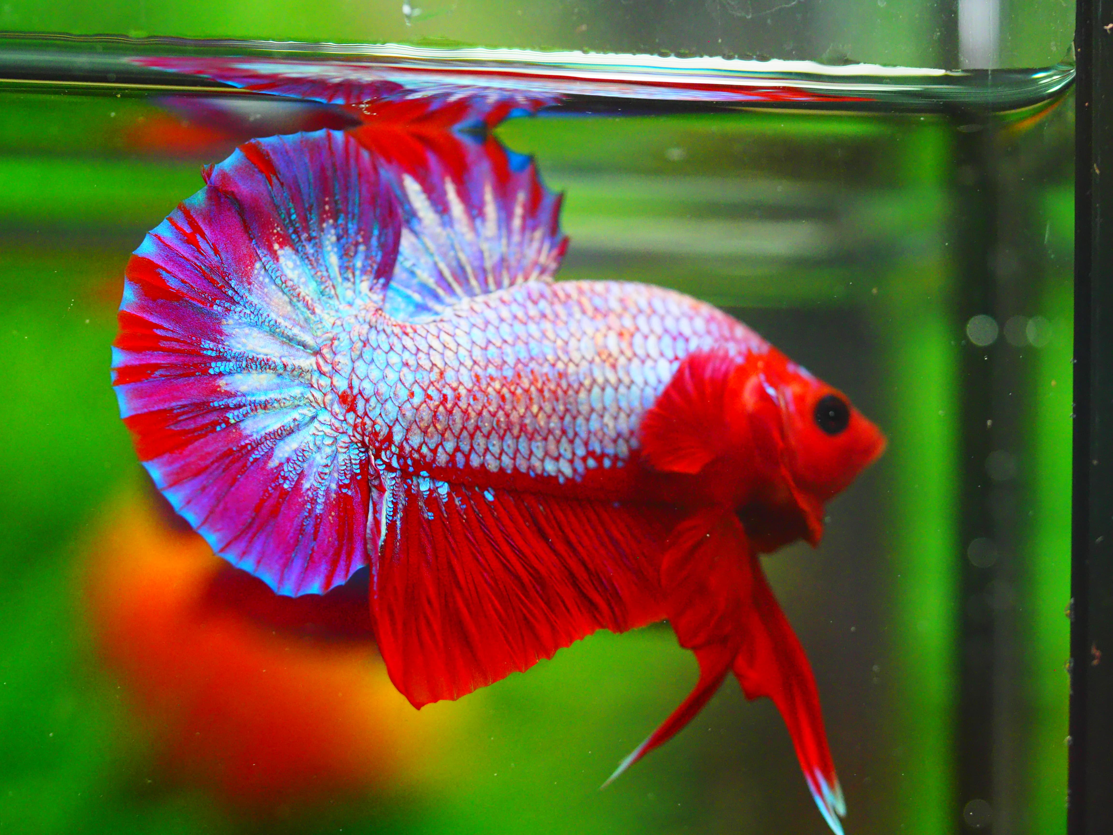 HMPK FANCY MALE GRADE A+++