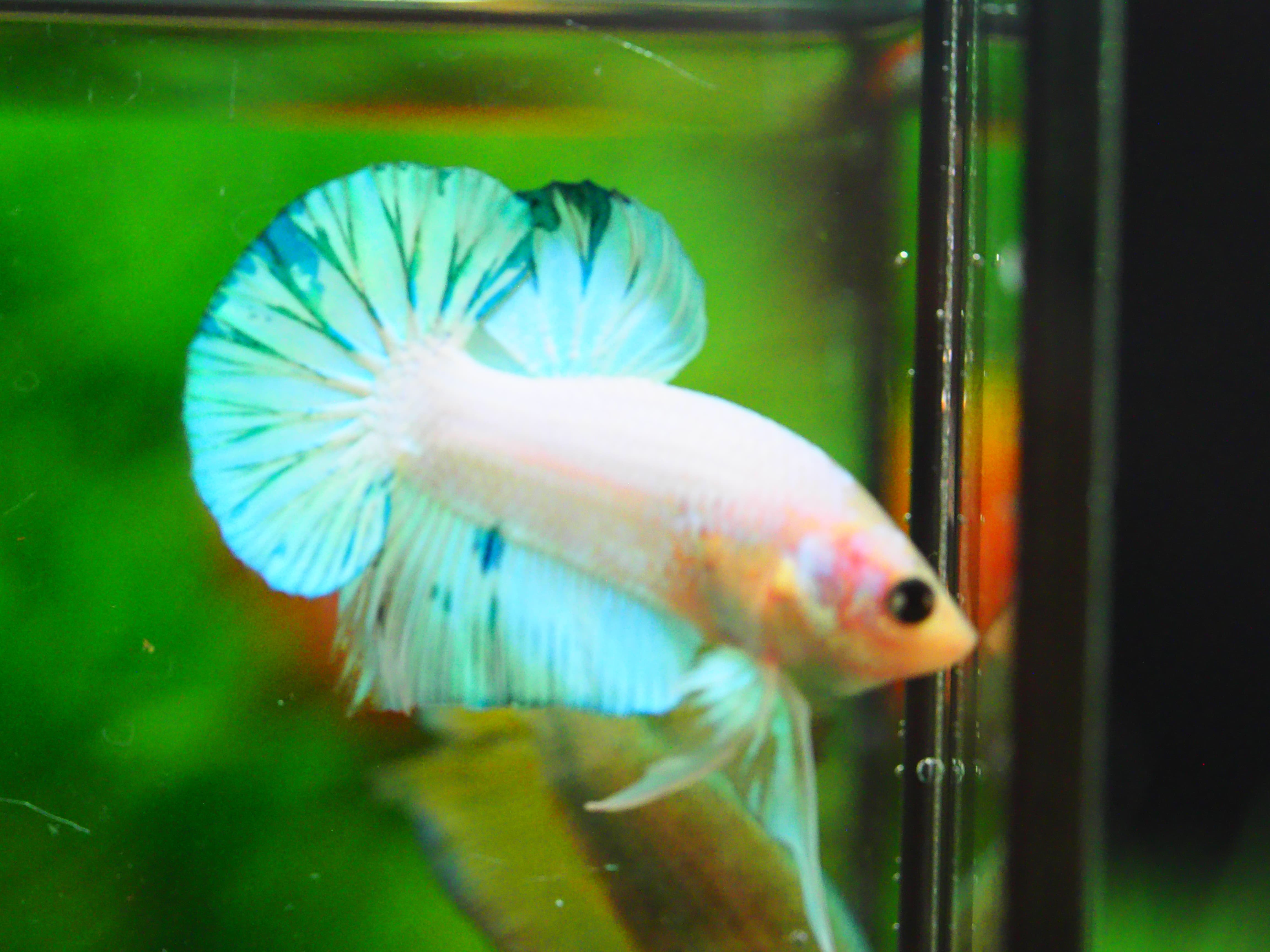 HMPK FANCY MALE GRADE A +++