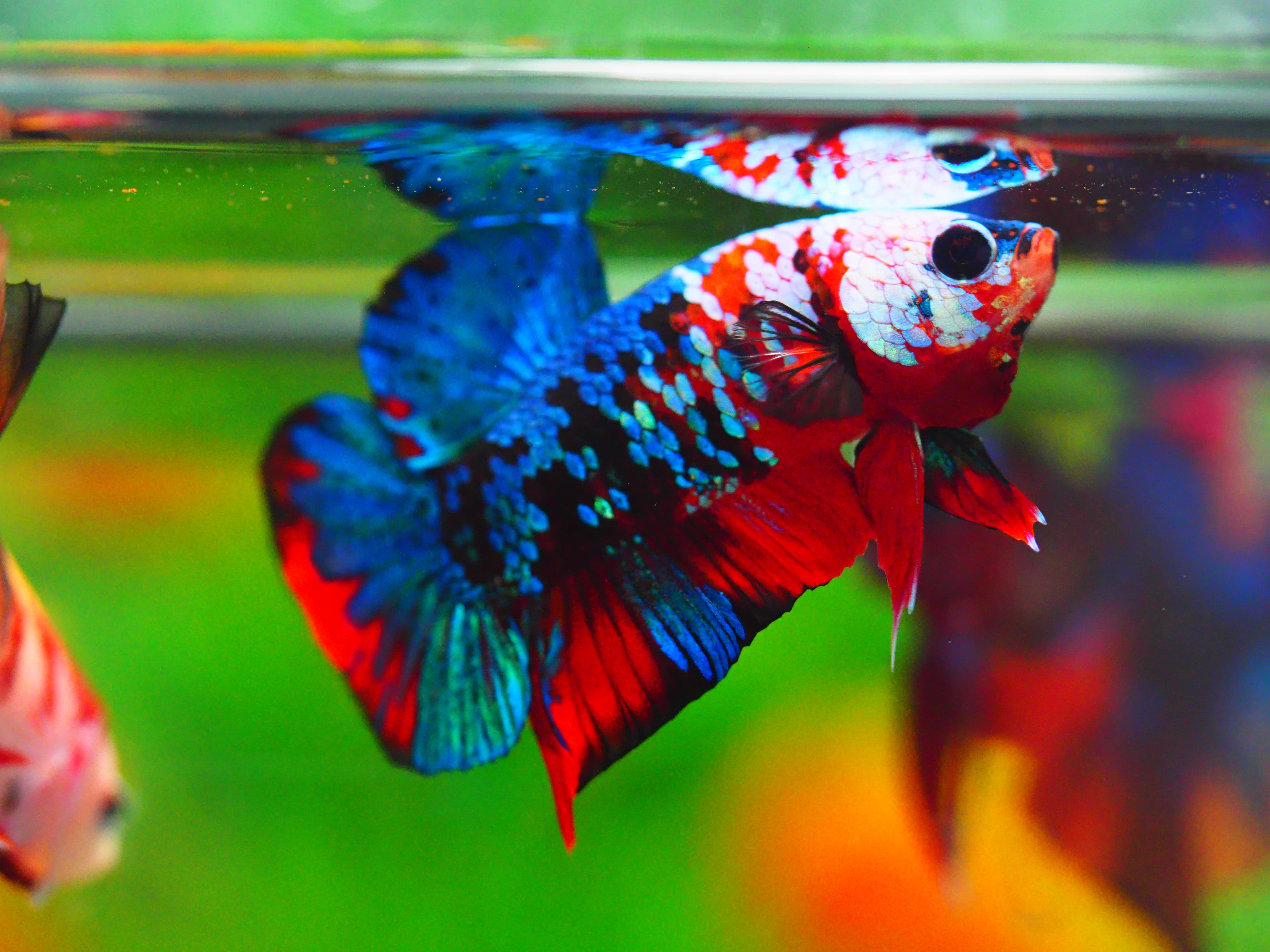 HMPK KOI GALAXY MALE GRADE A +++