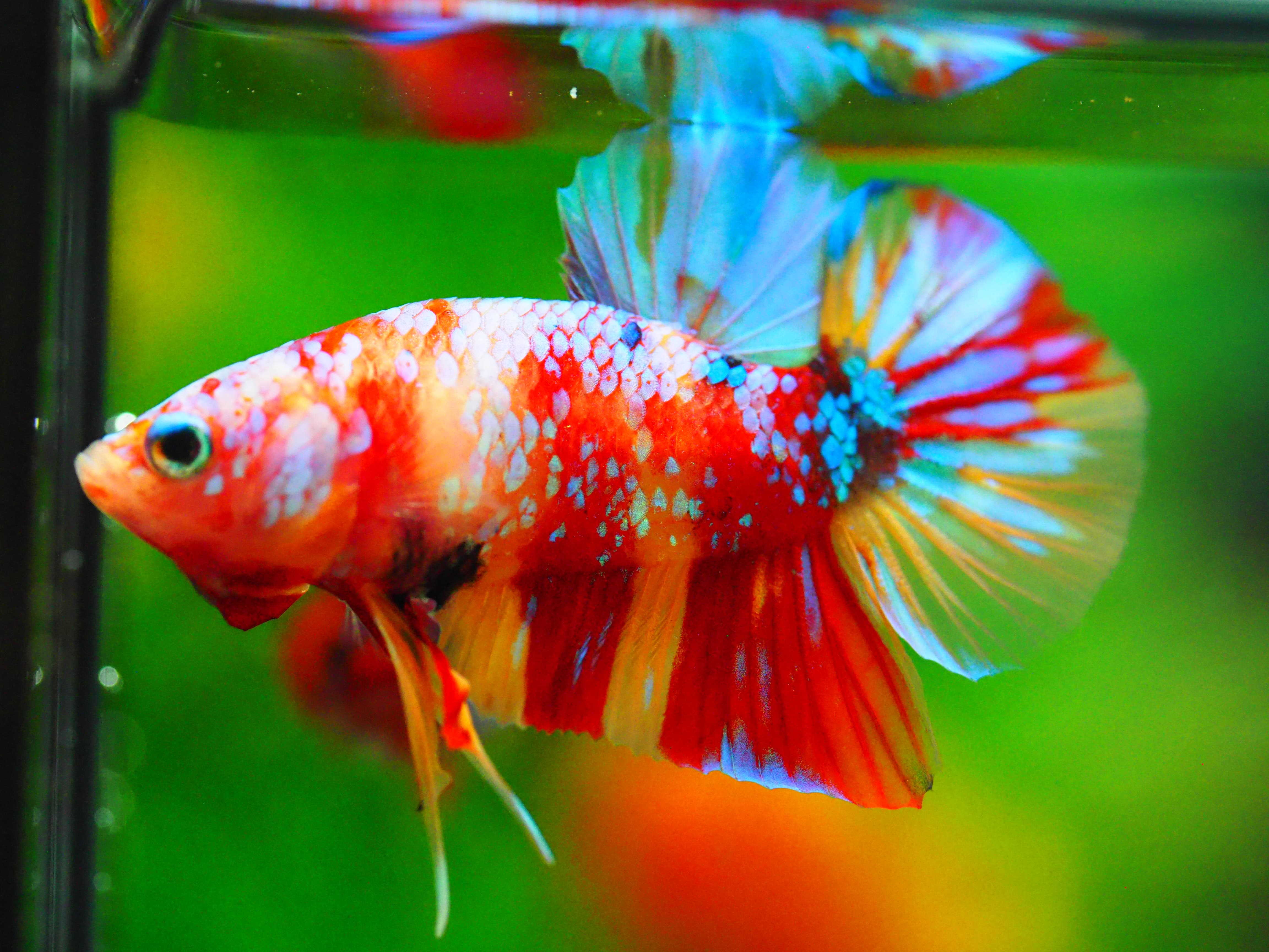 HMPK NEMO GALAXY MALE GRADE A +++