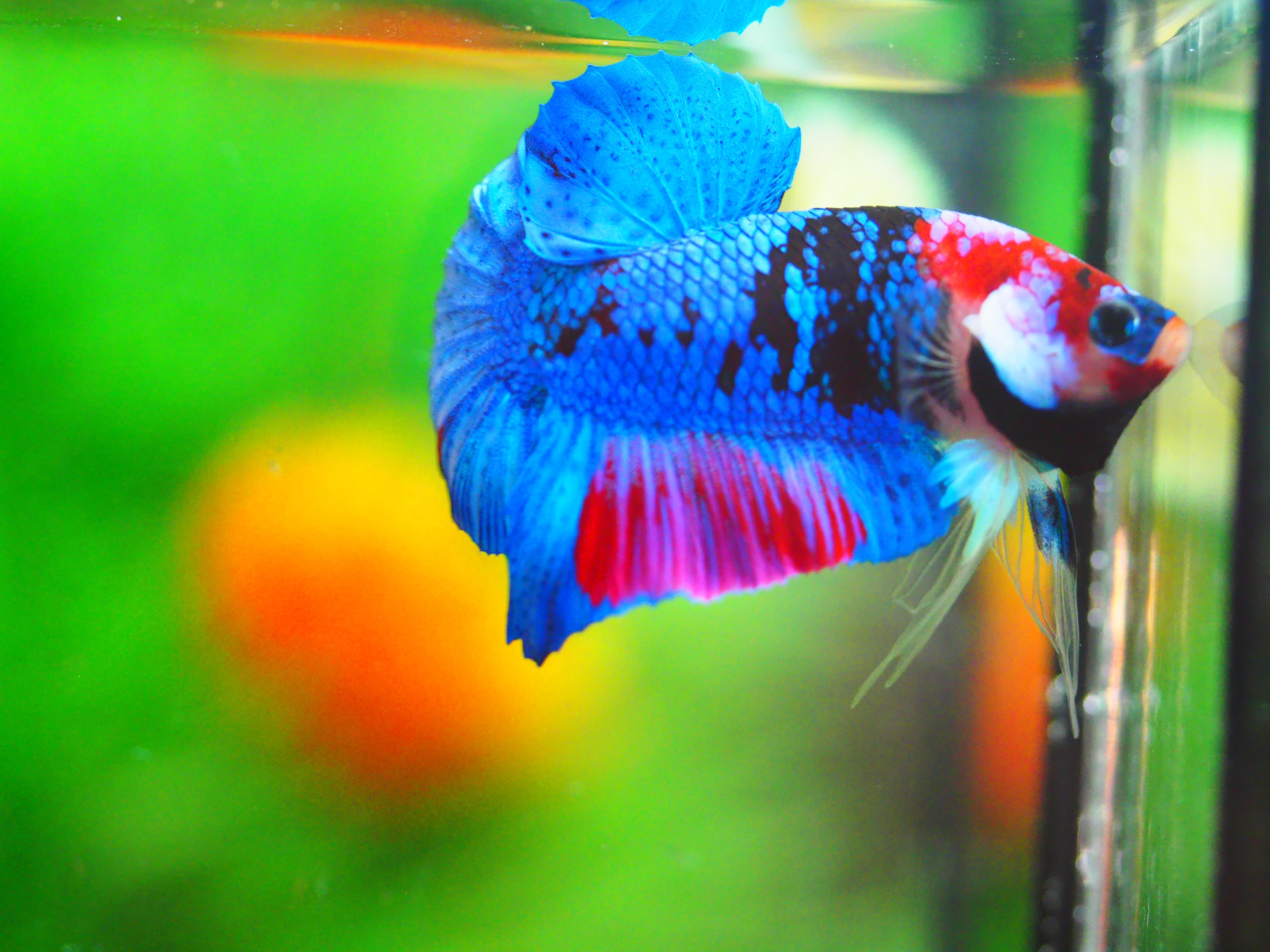 HMPK KOI GALAXY MALE GRADE A +++