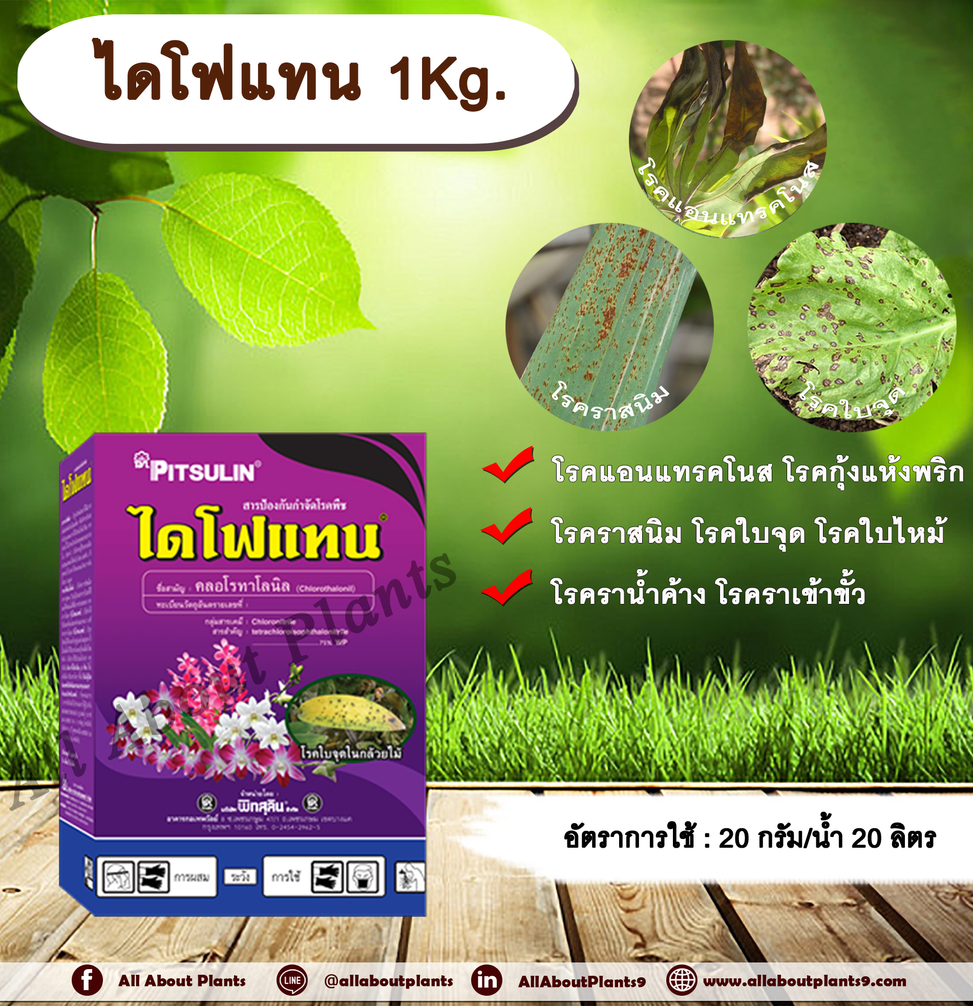 ไดโฟแทน 1Kg. คลอโรทาโลนิล สารกำจัด โรคพืช เชื้อรา โรคราสนิม โรคใบจุด โรคใบไหม้ โรคราน้ำค้าง โรคแอนแทรคโนส โรคกุ้งแห้งพริก โรคราเข้าขั้วในไม้ผล allaboutplants กล่อง