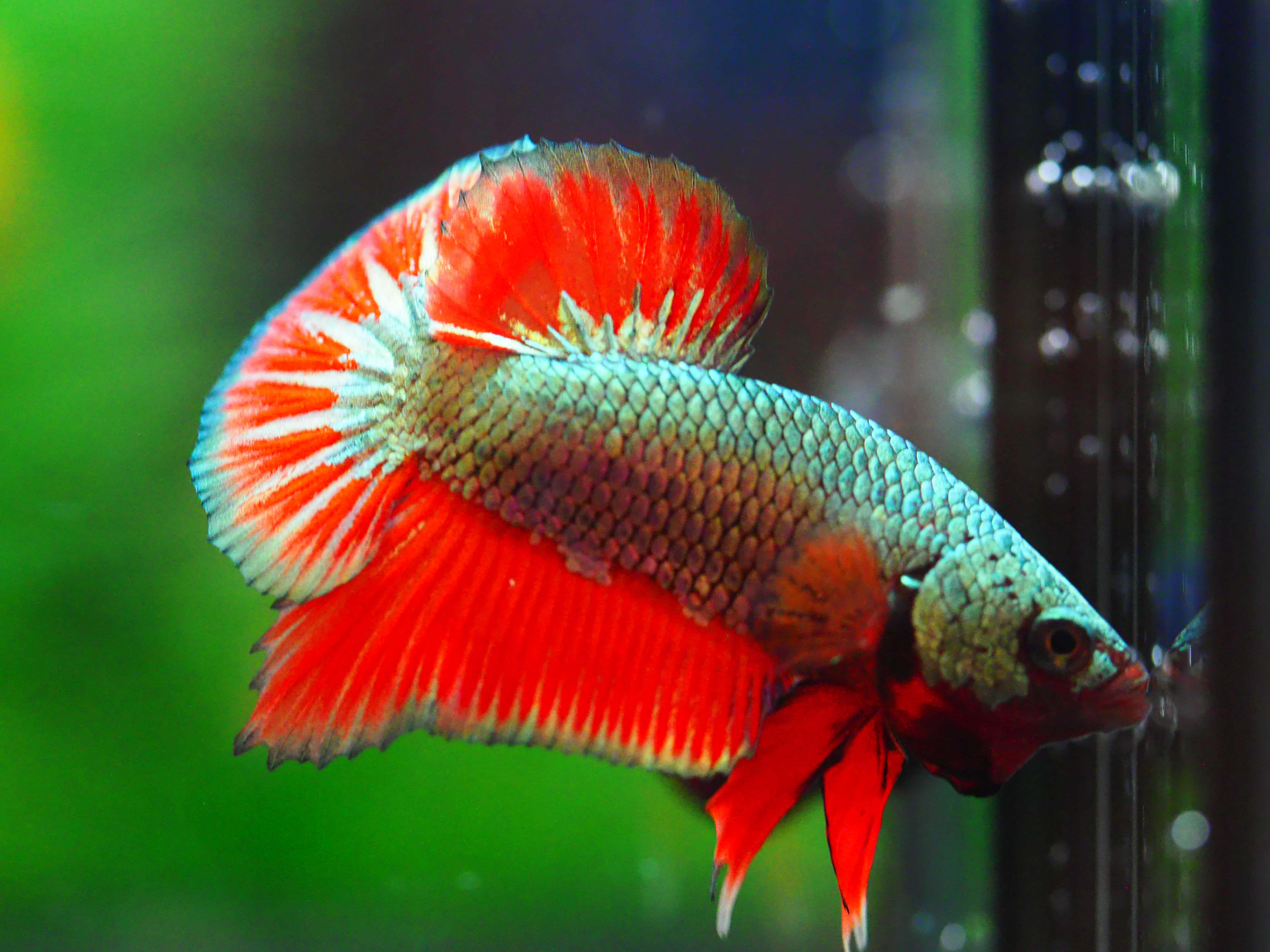 HMPK COPPER REDMALE GRADE A +++