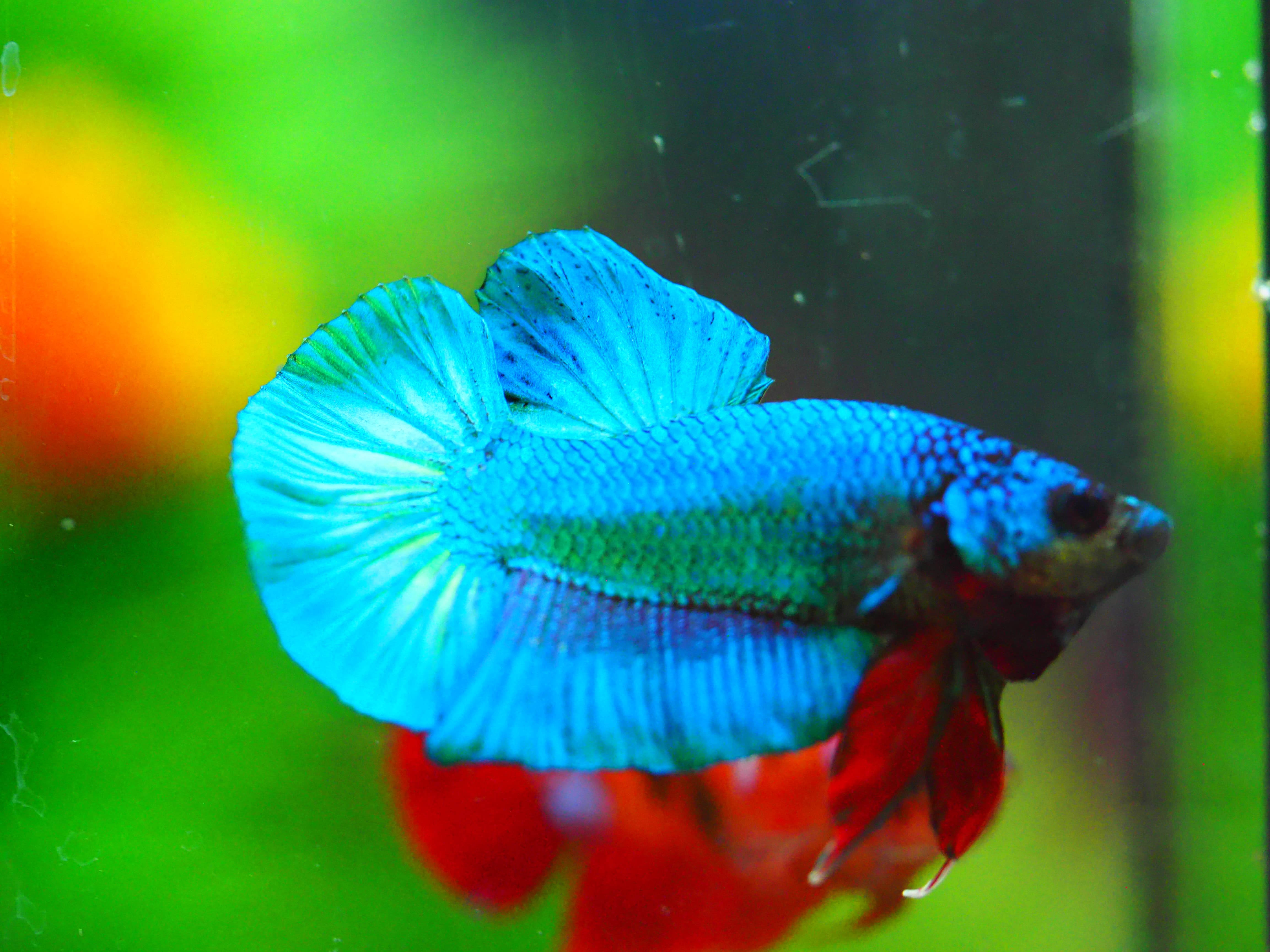 HMPK KOI FANCY MALE GRADE A +++