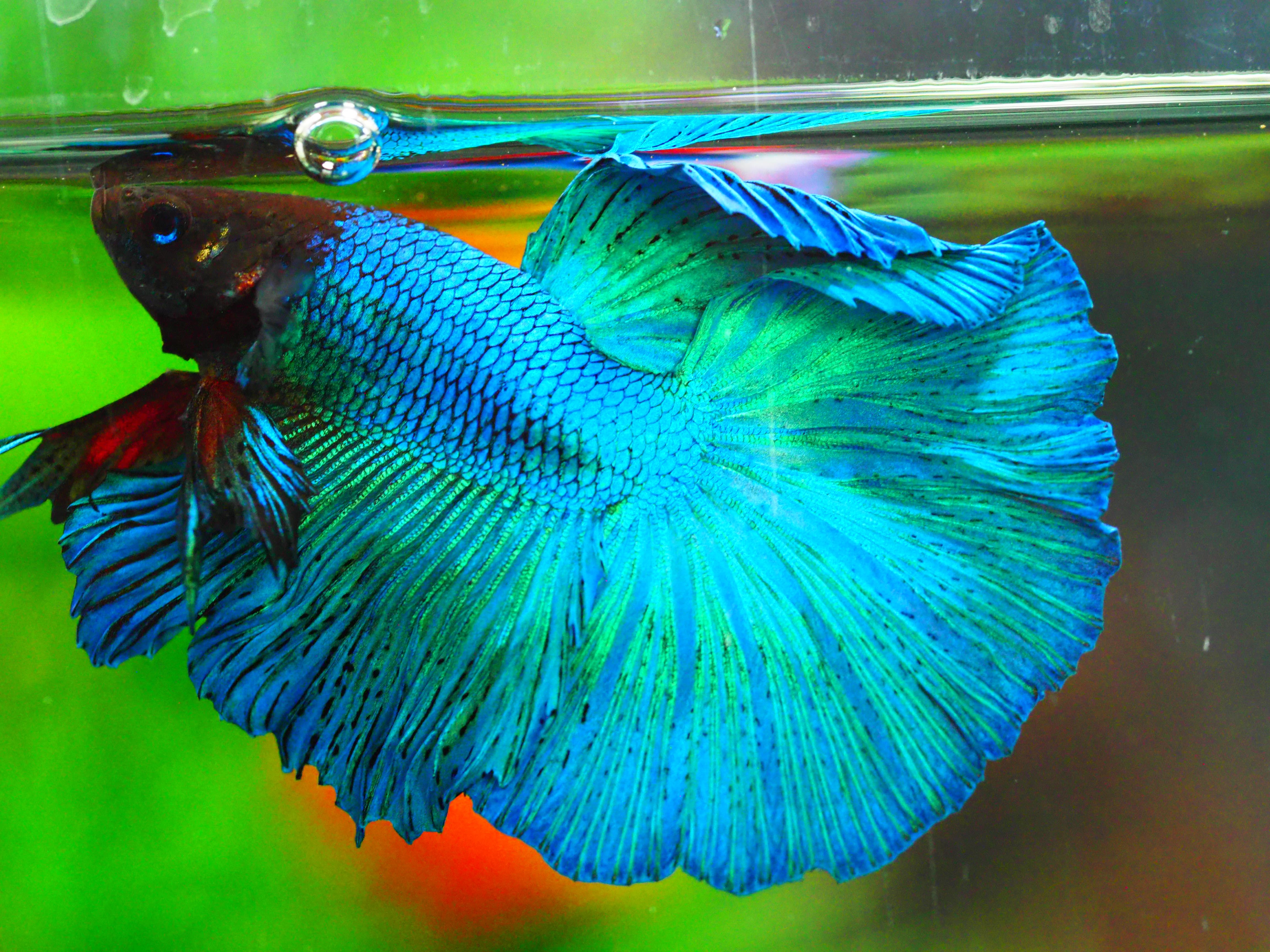 HM FANCY MALE GRADE A +++