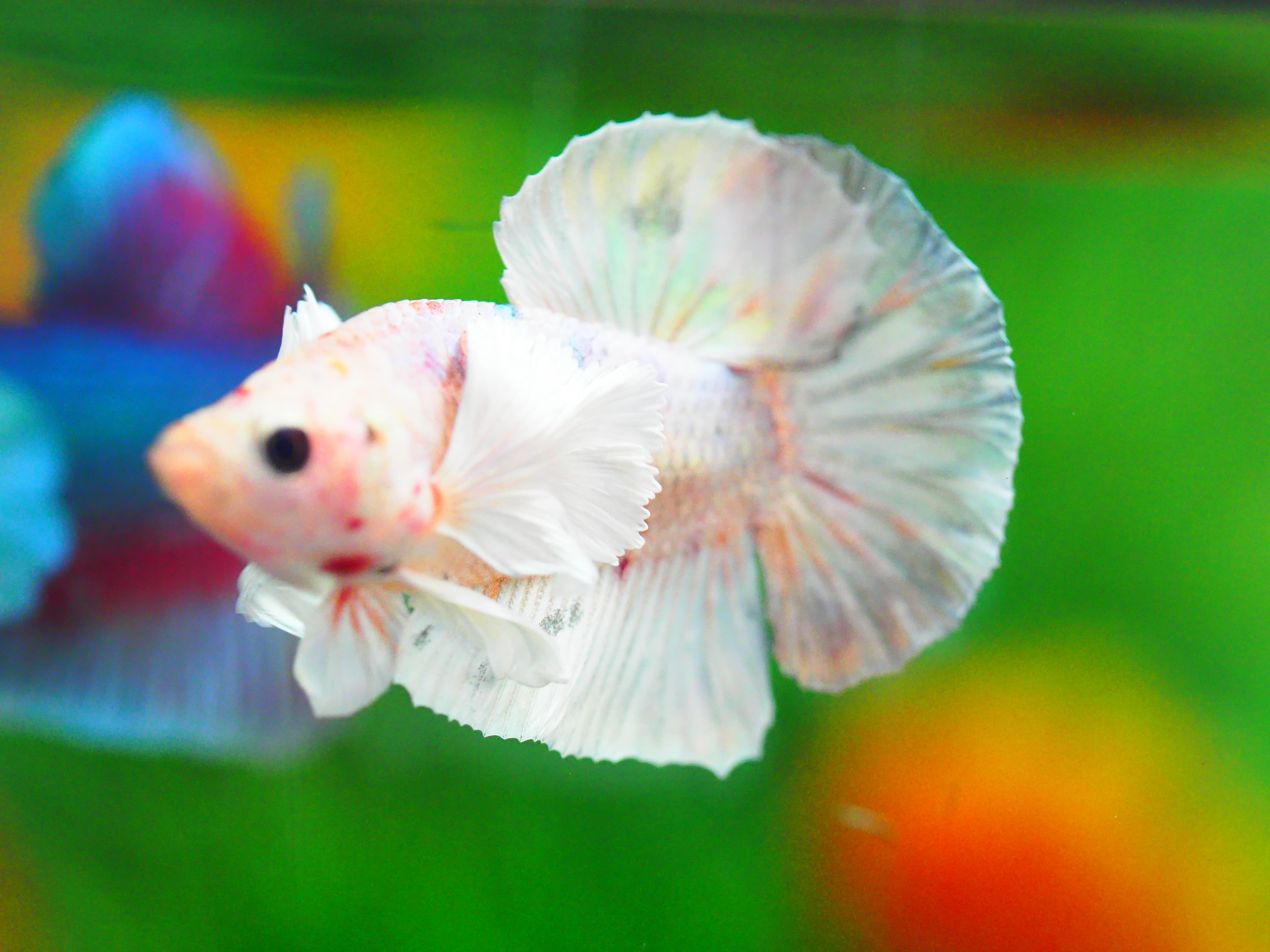 HMPK DUMBO MALE GRADE A +++