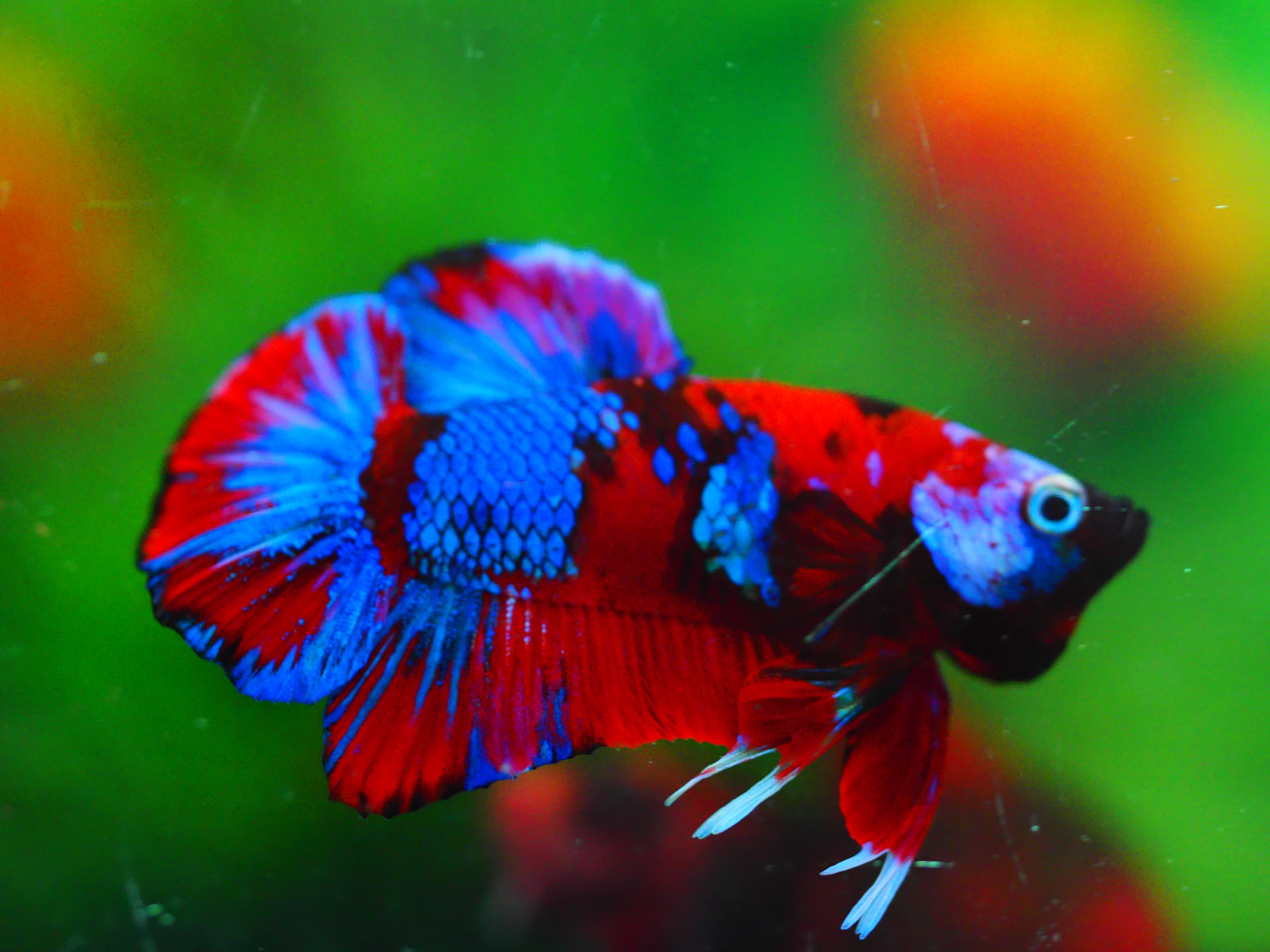 HMPK KOI GALAXY MALE GRADE A+++