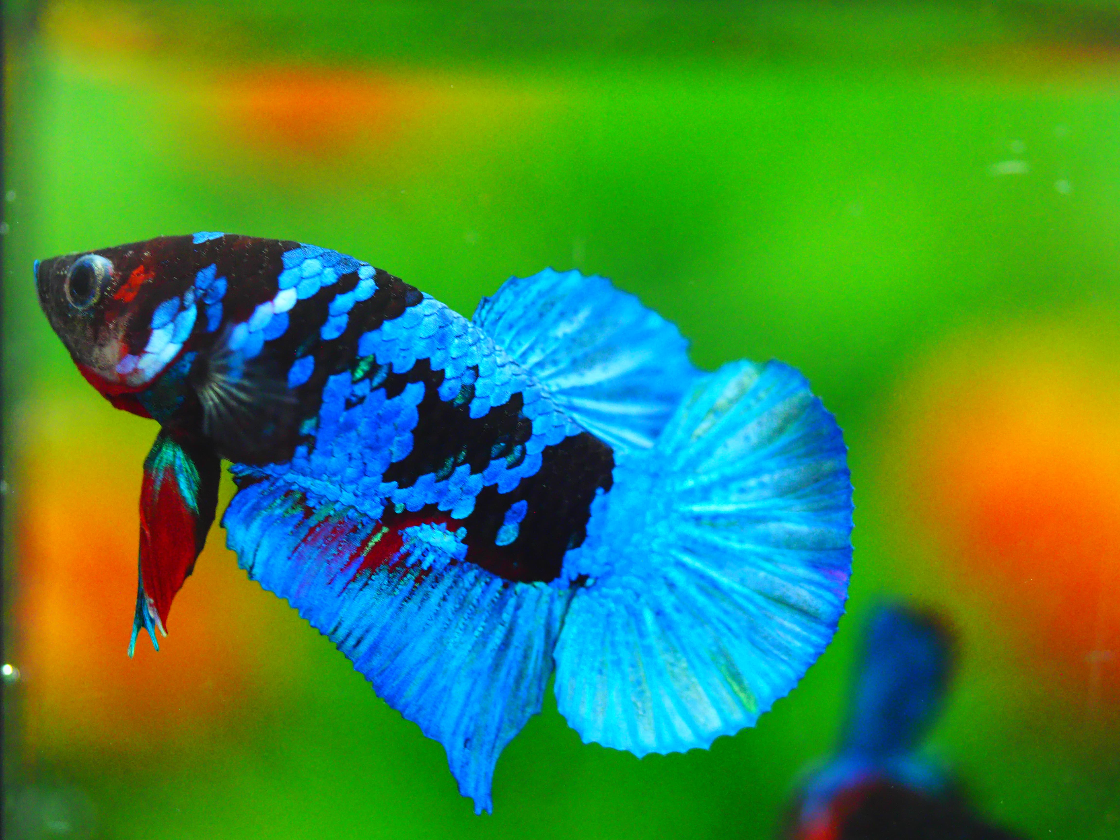 HMPK KOI GALAXY MALE GRADE A +++