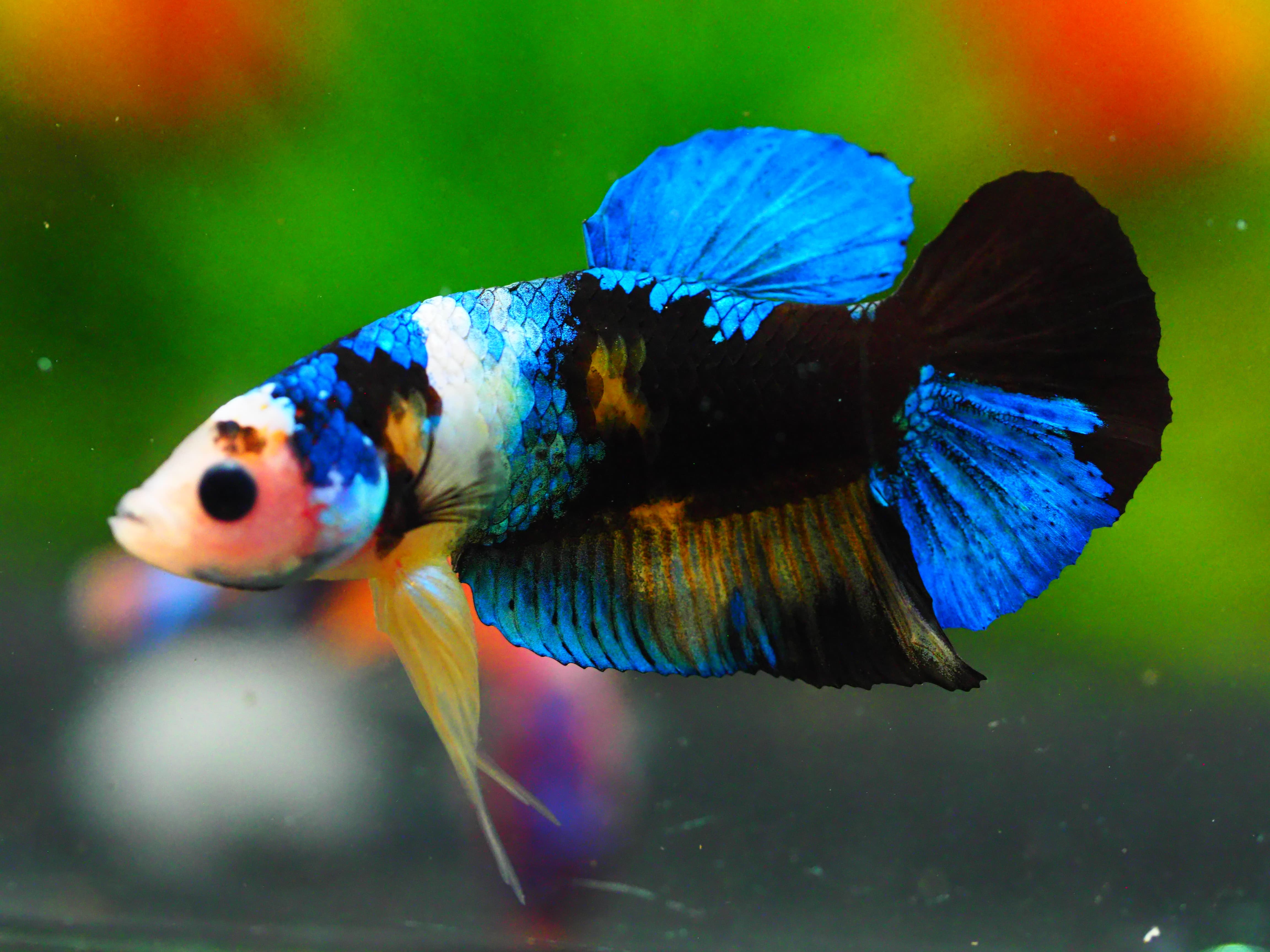 HMPK KOI GALAXY MALE GRADE A +++