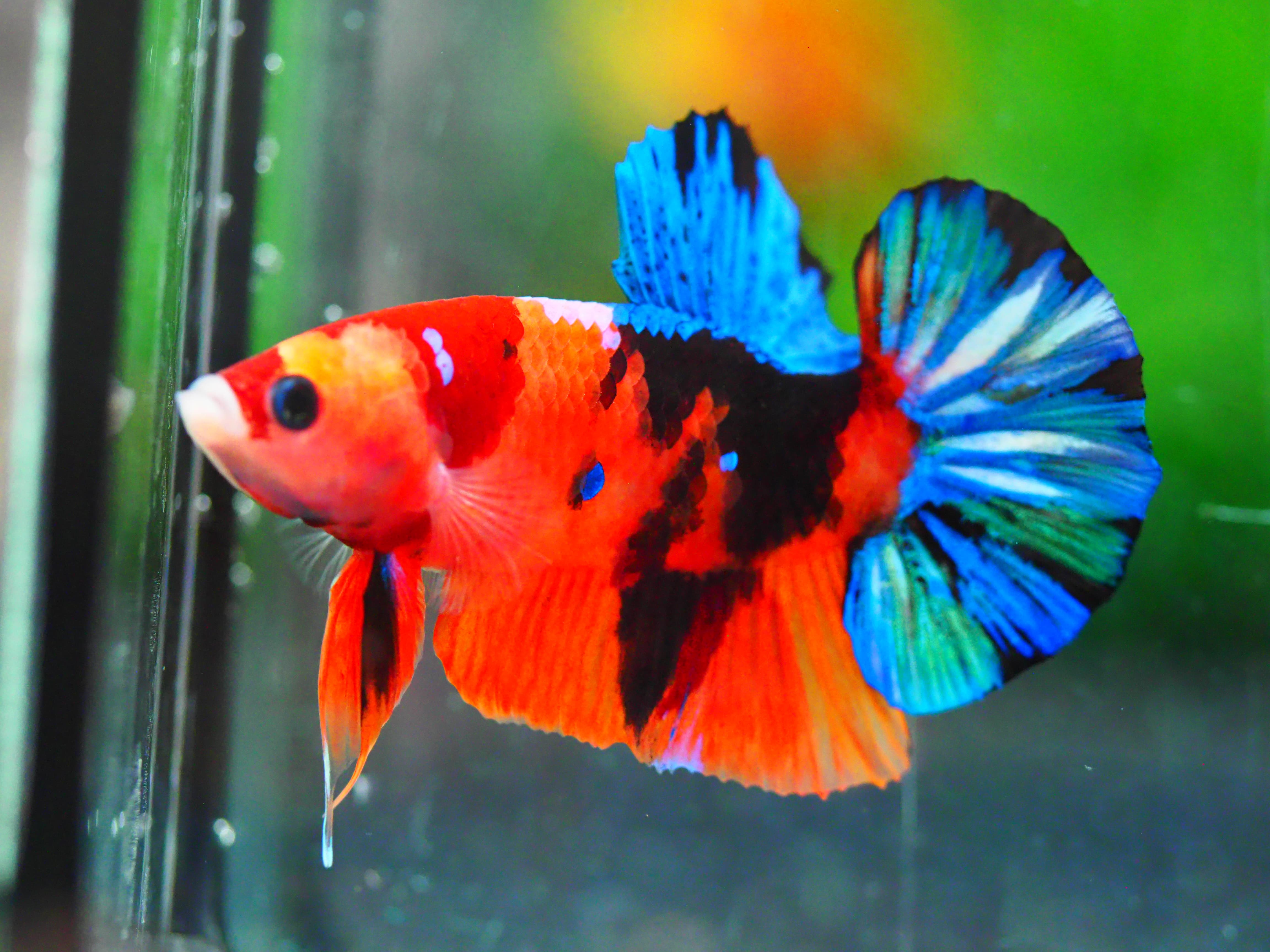 HMPK NEMO GALAXY MALE GRADE A +++