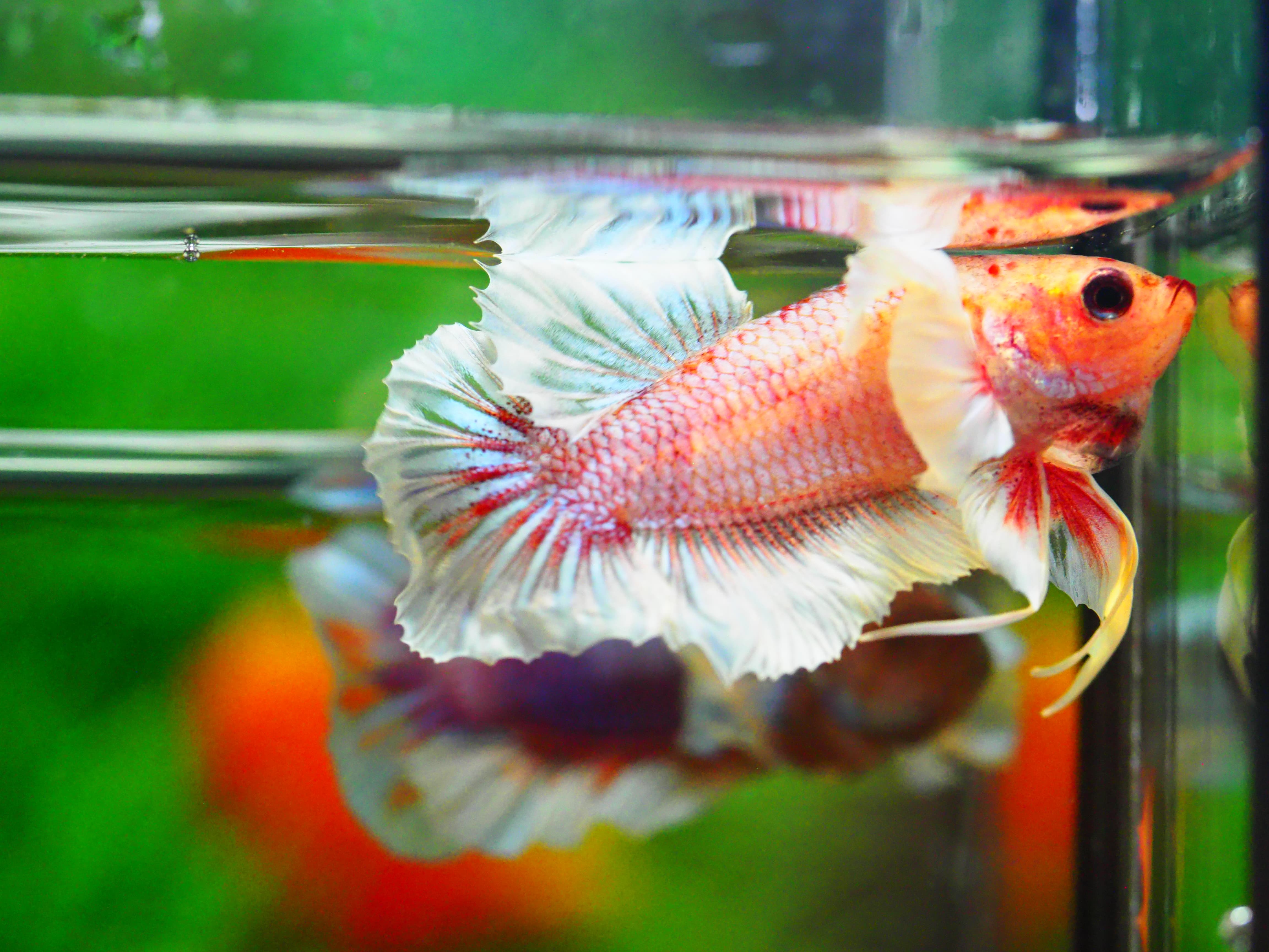 HMPK DUMBO MALE GRADE A +++