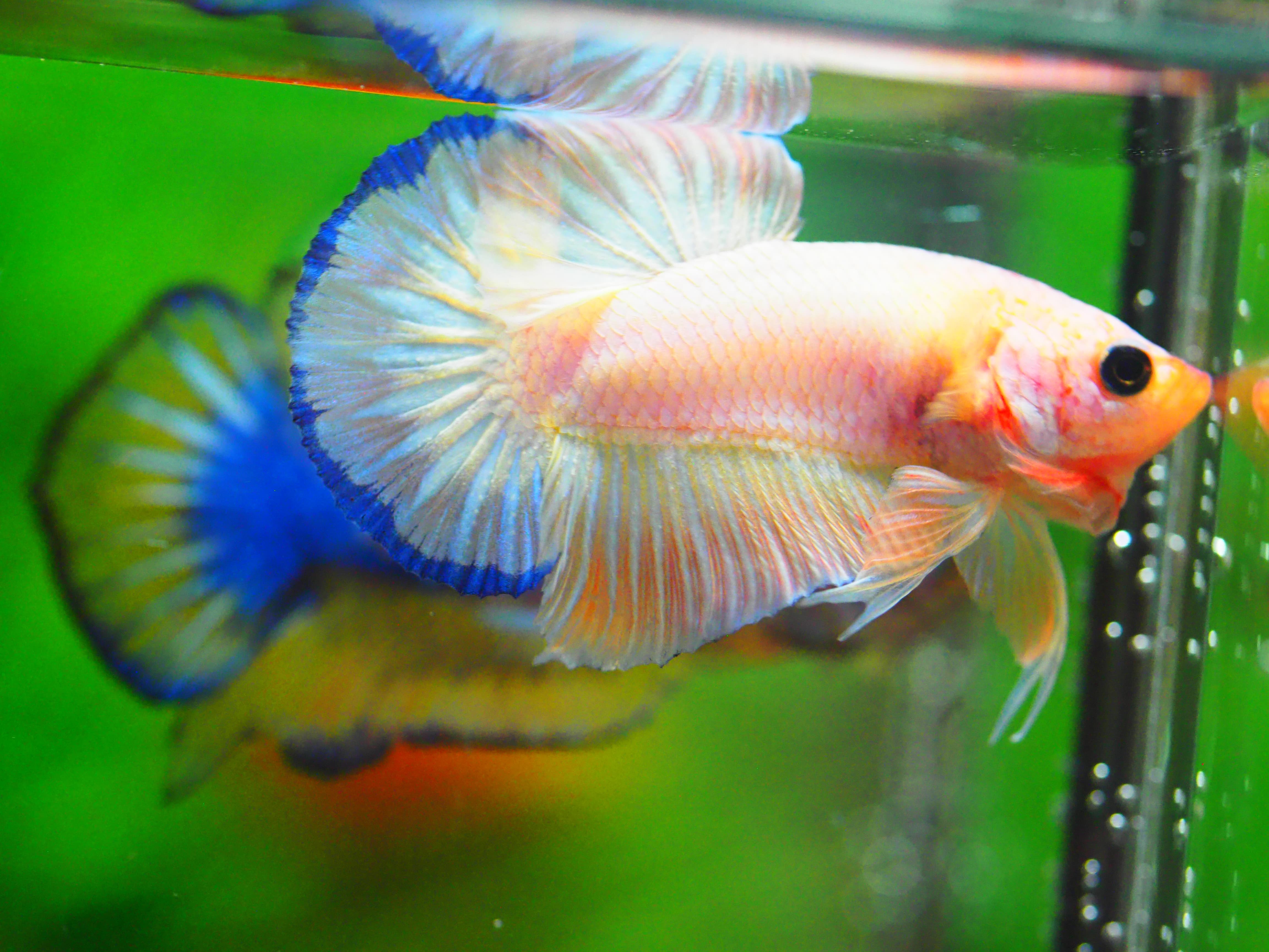 HMPK FANCY MALE GRADE A +++