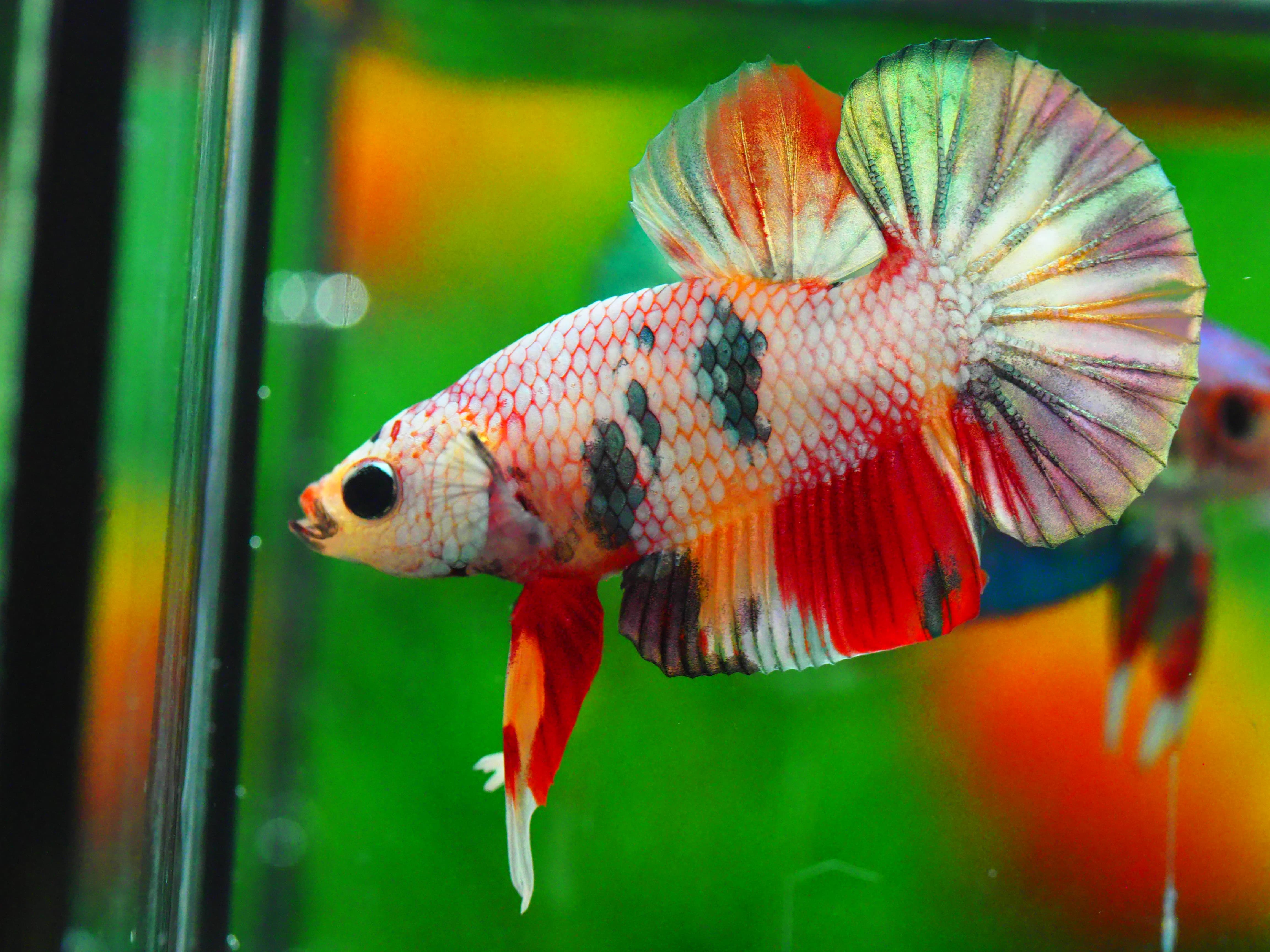 HMPK COPPERCFANCY MALE GRADE A +++