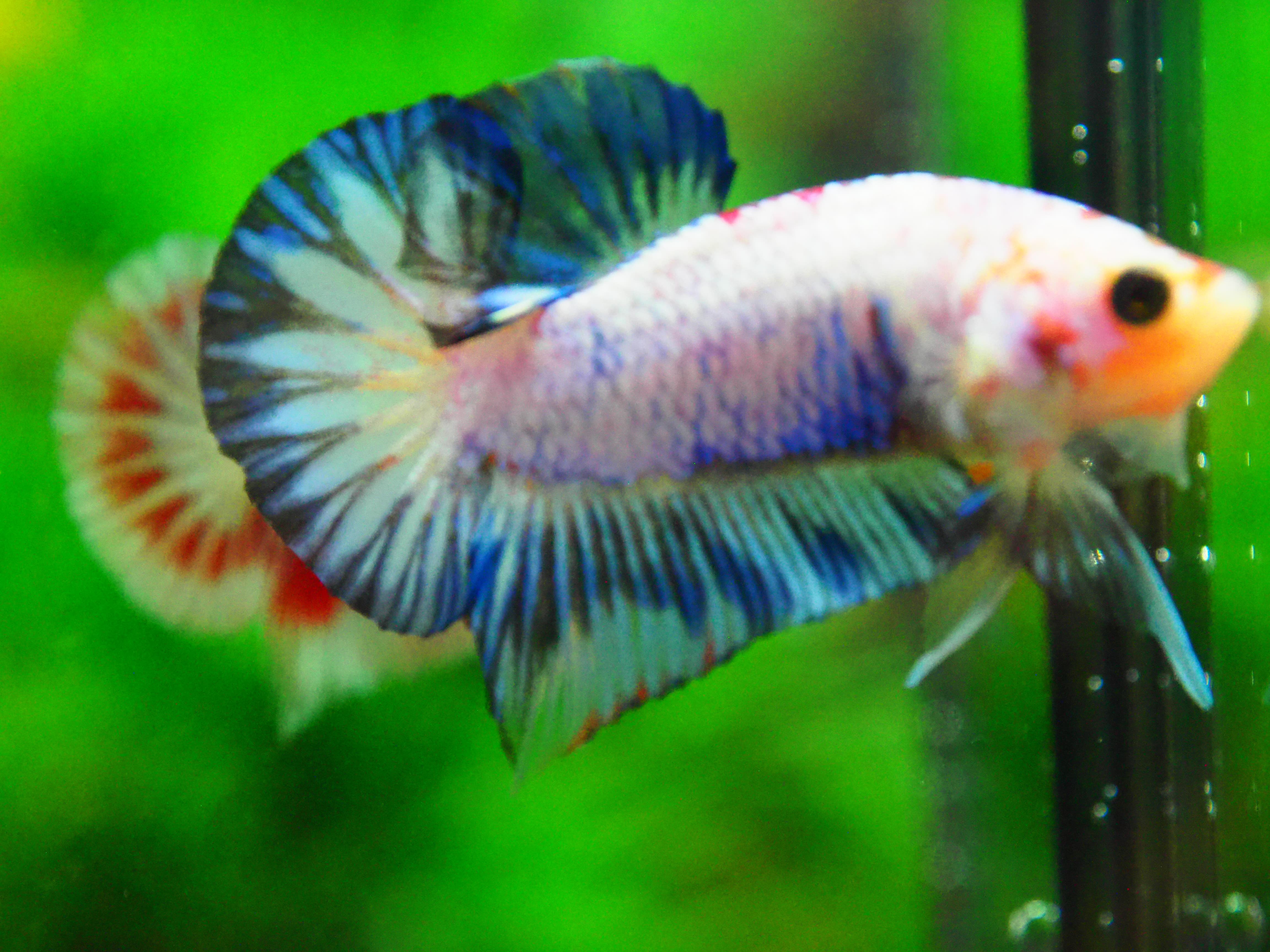 HMPK FANCY MALE GRADE A +++