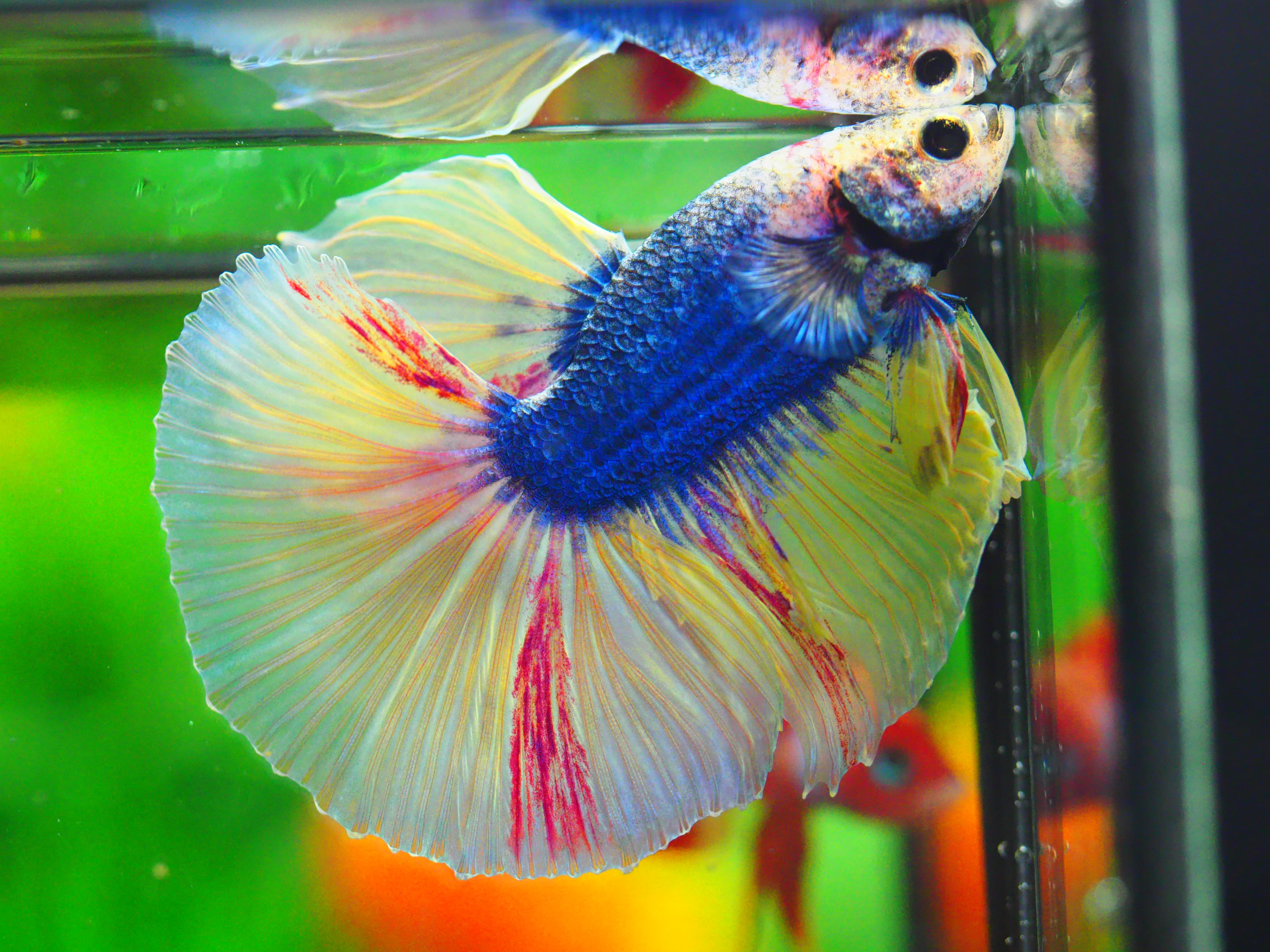 HM FANCY MALE GRADE A++