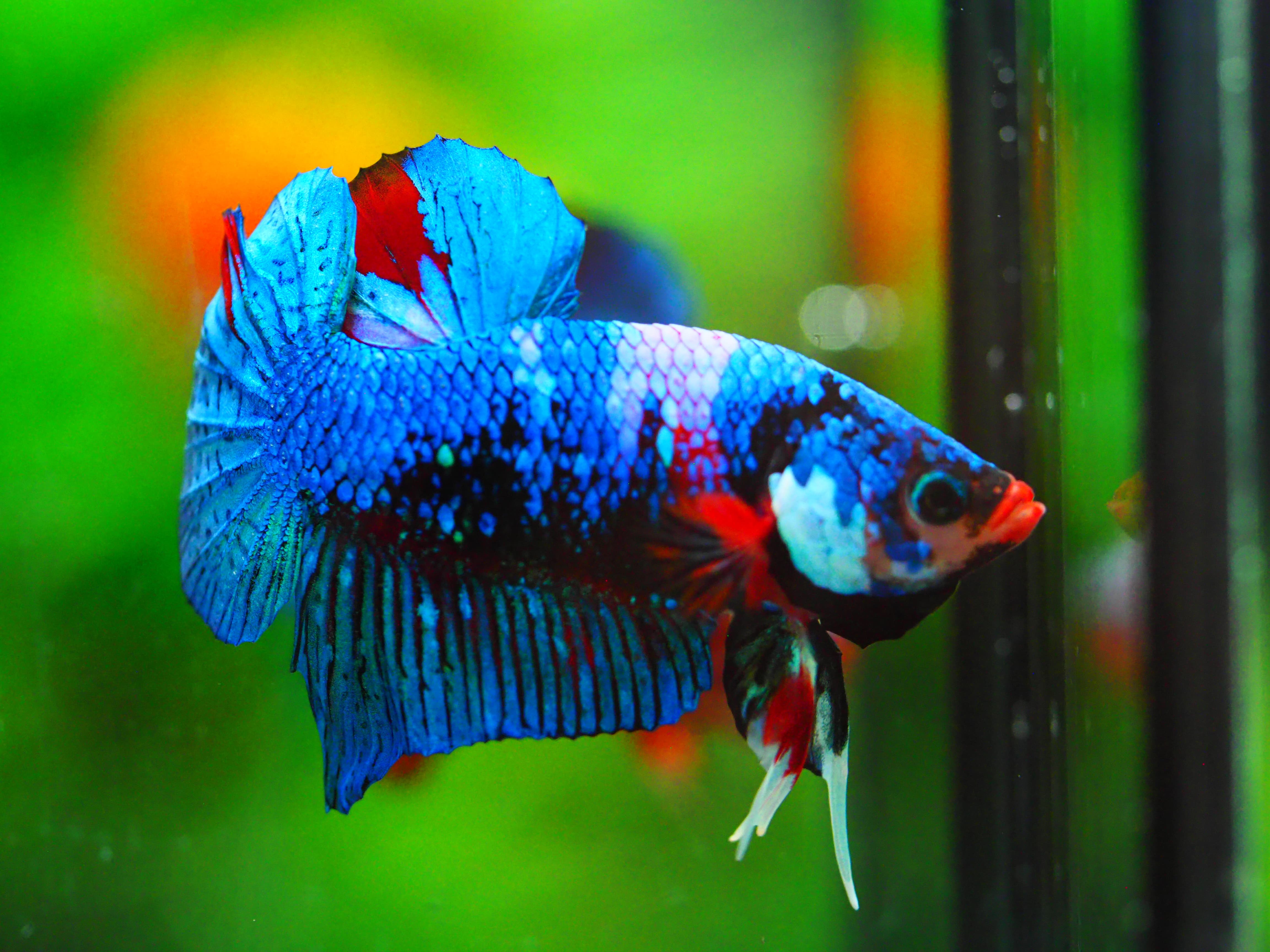 HMPK KOI GALAXY MALE GRADE A +++