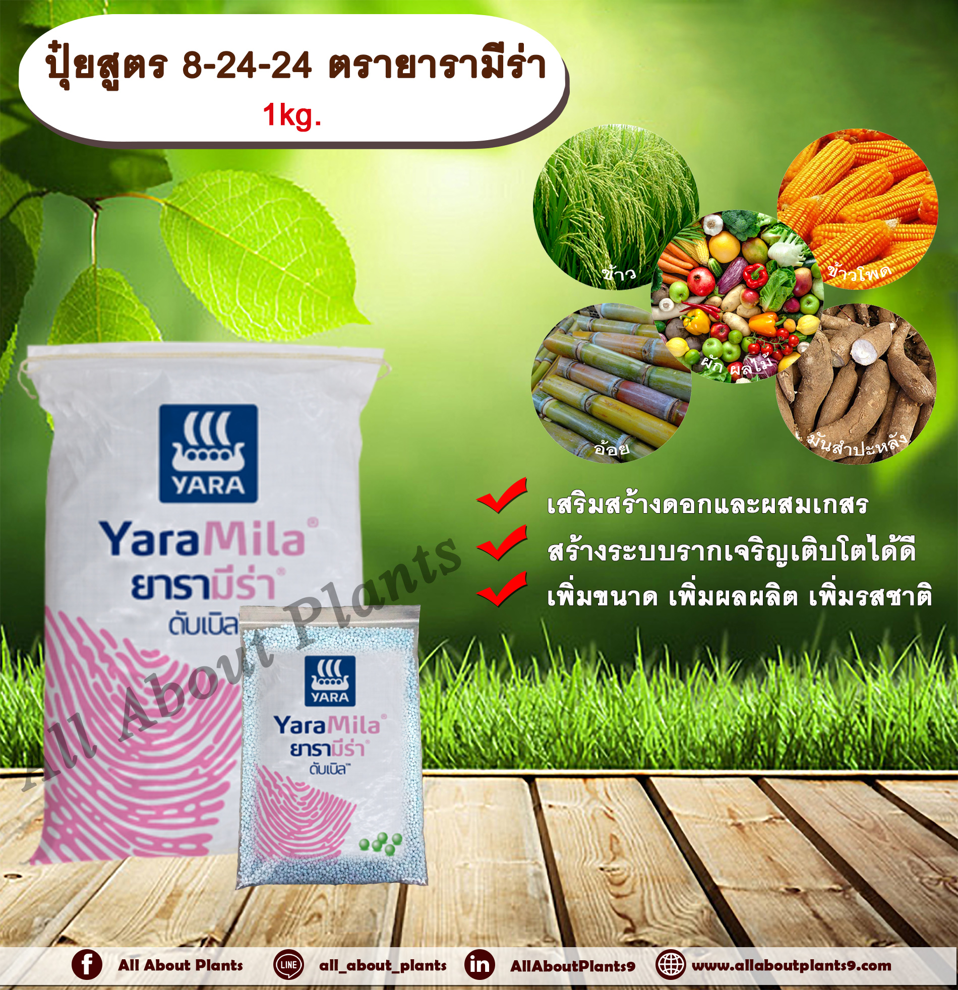 ปุ๋ยสูตร 8-24-24 ตรายารามีร่า 1kg. เสริมสร้างดอก ผสมเกสร สร้างระบบราก รากเจริญเติบโตเพิ่มขนาด เพิ่มผลผลิต ปุ๋ยใส่ดิน NPK allaboutplants ชิ้น