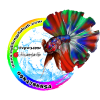 ร้านนักเลงปลากัด