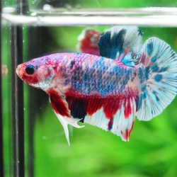 ประวัติปลากัด