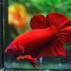 ปลากัดสีมงคล