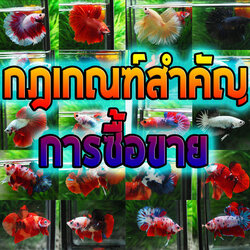 การซื้อขาย