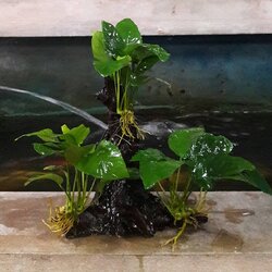 อนูเบียส พืชน้ำน่าเลี้ยง