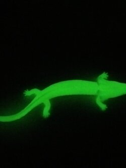 ยางตันขนาดใหญ่มีน้ำหนัก เรืองแสงในที่มืด ตัวซาลามันเดอร์ (กระท่าง/จิ้งจกน้ำ) หัวถึงหาง 10.5 นิ้ว มีปั๊ม หายากมาก