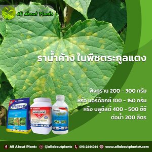 โรคราน้ำค้าง ในพืชตระกูลแตง🍉