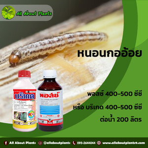#หนอนกออ้อย (Sugarcane Borer)