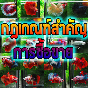 การซื้อขาย