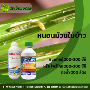 หนอนม้วนใบหรือหนอนห่อใบข้าว