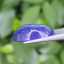 พลอย ลาพิส ลาซูลี Lapis lazuli 15.52 กะรัต (Cts.克拉)