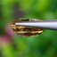 พลอย เพทาย Natural Zircon 2.82 กะรัต (Cts.) พลอยแท้อัญมณีมงคล ประจําวันเกิด เครื่องประดับพลอย
