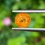 พลอย บุษราคัม yellow sapphire 1.11 กะรัต (Cts.) พลอยแท้ อัญมณีมงคลประจําวันเกิด เครื่องประดับพลอย
