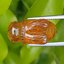 อำพัน แกะสลัก พญาตัวต่อ Wasp Natural Amber พลอยแท้ อัญมณีมงคลประจําวันเกิด เครื่องประดับพลอย