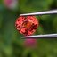 พลอย ออเรนจ์ แซฟไฟร์ Orange Sapphire 0.80 กะรัต (Cts.) พลอยแท้ อัญมณีมงคลประจําวันเกิด เครื่องประดับพลอย