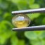 พลอย ตาแมว คริโซเบริล Cat eye Chrysoberyl 1.10 กะรัต (Cts.)