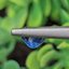 พลอย ไพลิน (Blue Sapphire) 1.04 กะรัต (Cts.) พลอยแท้ อัญมณีมงคลประจําวันเกิด เครื่องประดับพลอย