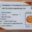 พลอย บุษราคัม yellow sapphire 16.72 กะรัต (Cts.) พร้อมใบเซอร์ พลอยแท้ อัญมณีมงคลประจําวันเกิด เครื่องประดับพลอย