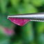 พลอย ชมพู พิ้ง แซฟไฟร์ Pink Sapphire 1.15 กะรัต (Cts.) พลอยแท้ อัญมณีมงคลประจําวันเกิด เครื่องประดับพลอย