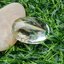 โป่งข่าม ควอตซ์ Rutilated Quartz 52.28 กะรัต Cts. พลอยแท้ อัญมณีมงคลประจําวันเกิด เครื่องประดับพลอย