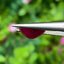 พลอย ทับทิม พม่า (Burmese Ruby Sapphire) 2.34 กะรัต พลอยแท้ อัญมณีมงคลประจําวันเกิด เครื่องประดับพลอย